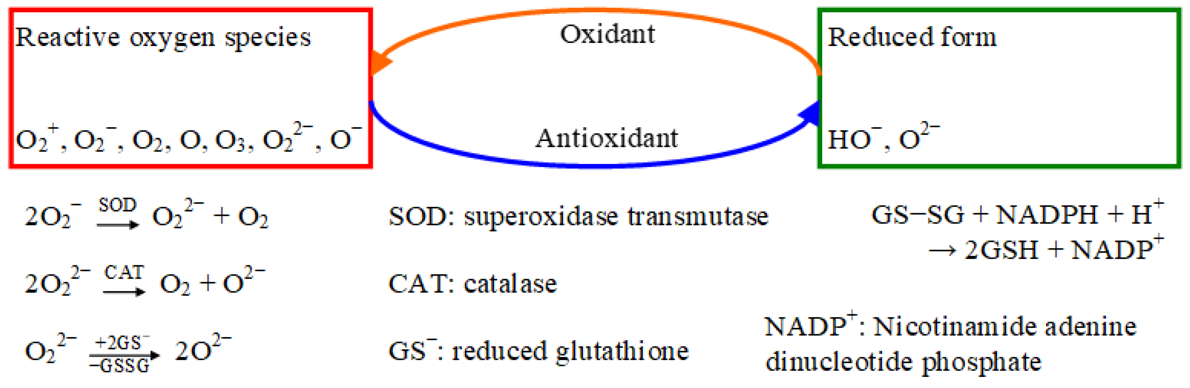Antioxidants 12 00860 g001 Antioxidants 12 00860 g001