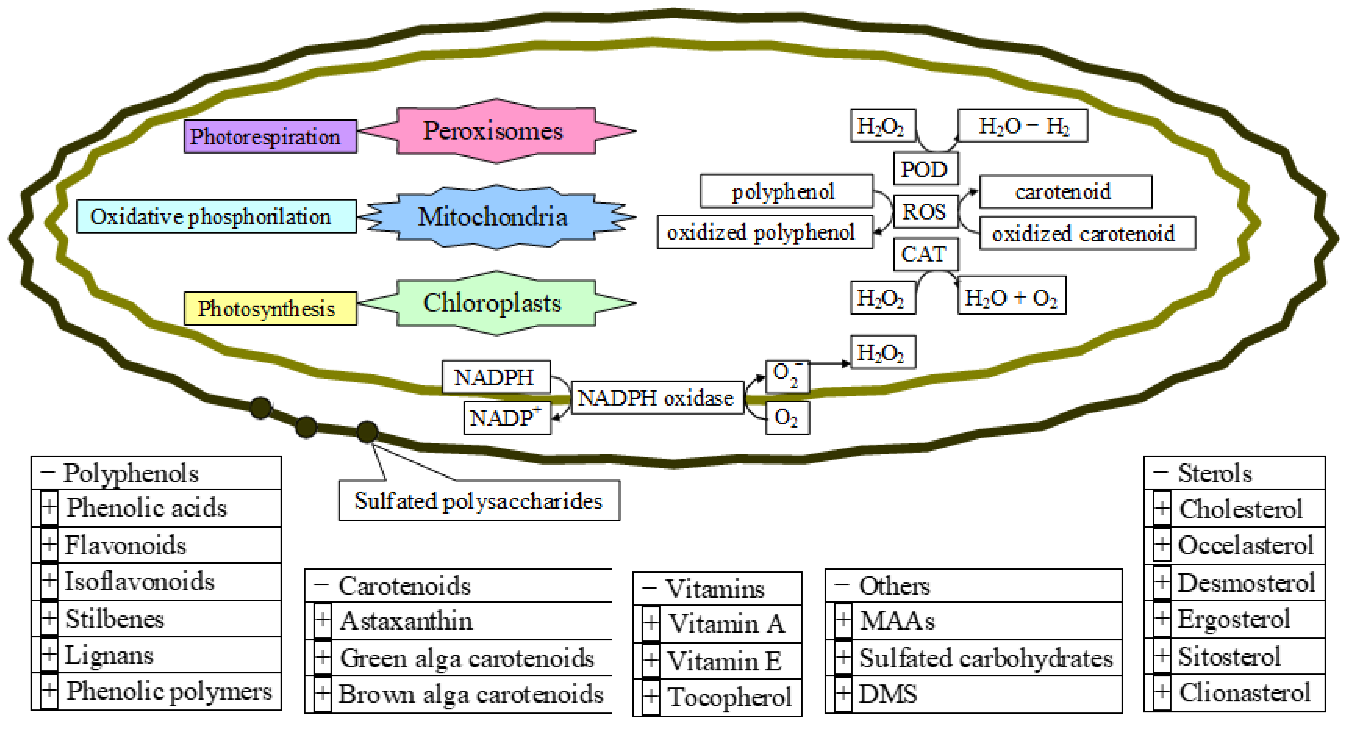 Antioxidants 12 00860 g011 Antioxidants 12 00860 g011