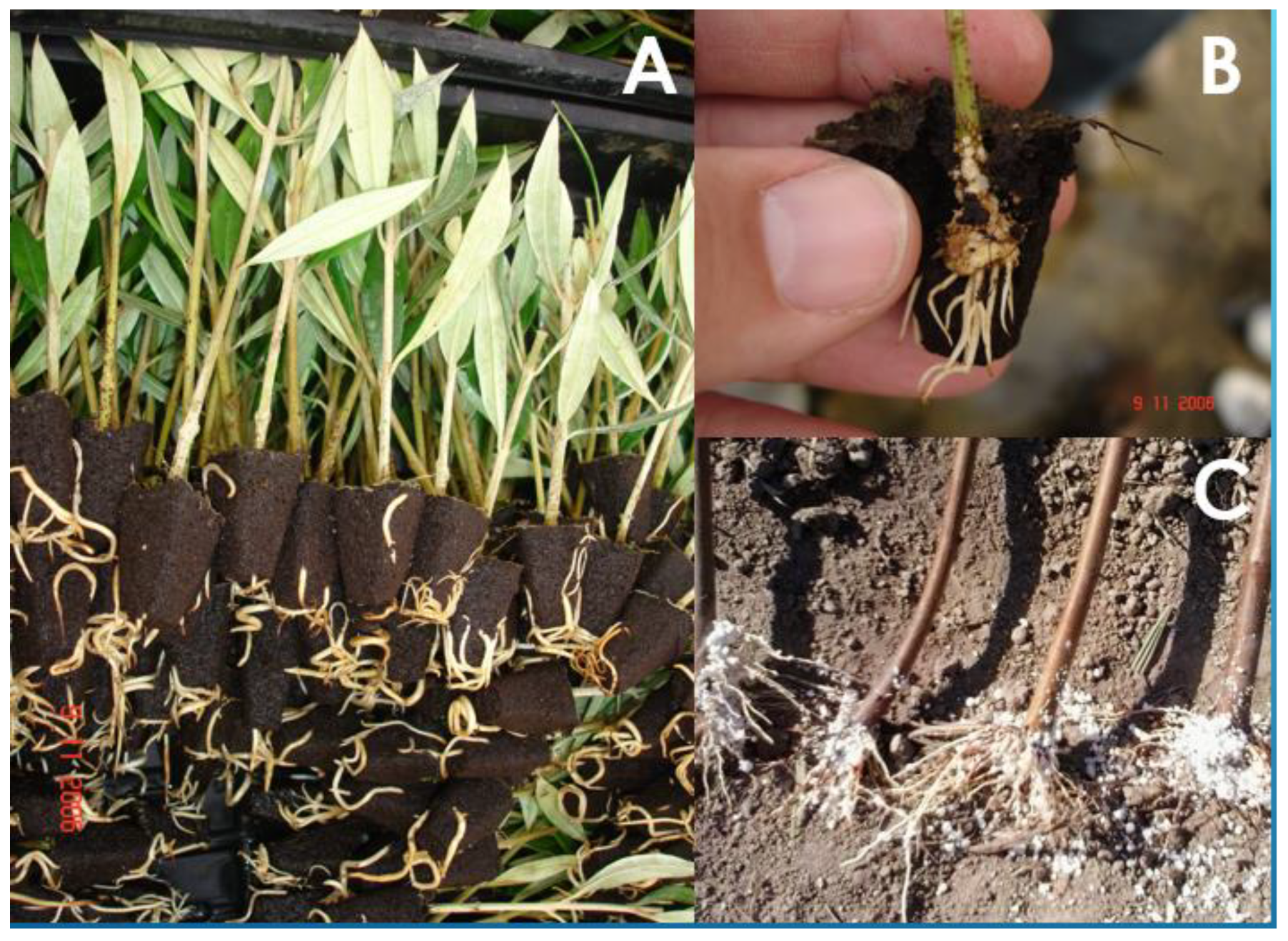 Antioxidants 12 00862 g002