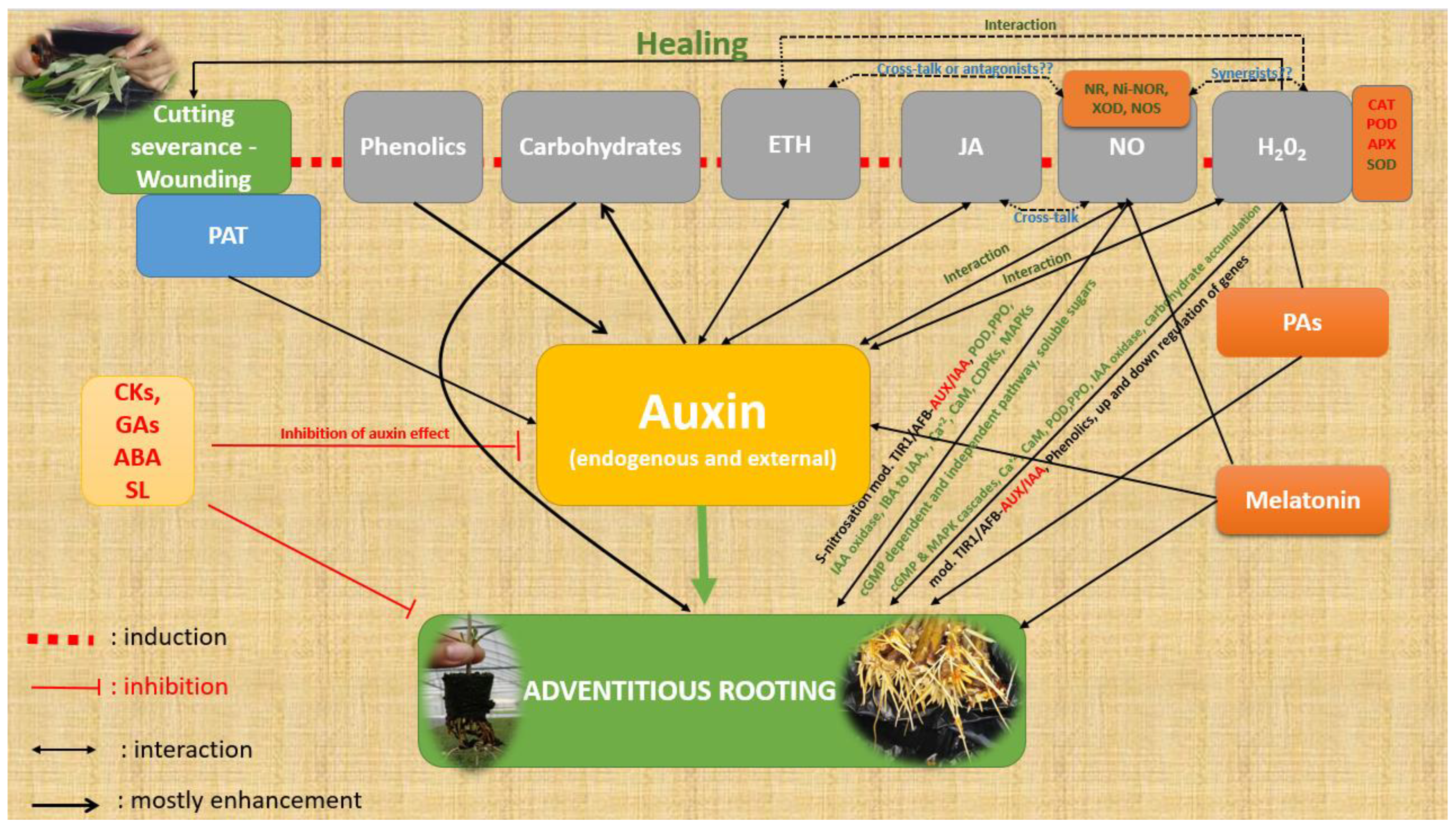 Antioxidants 12 00862 g005