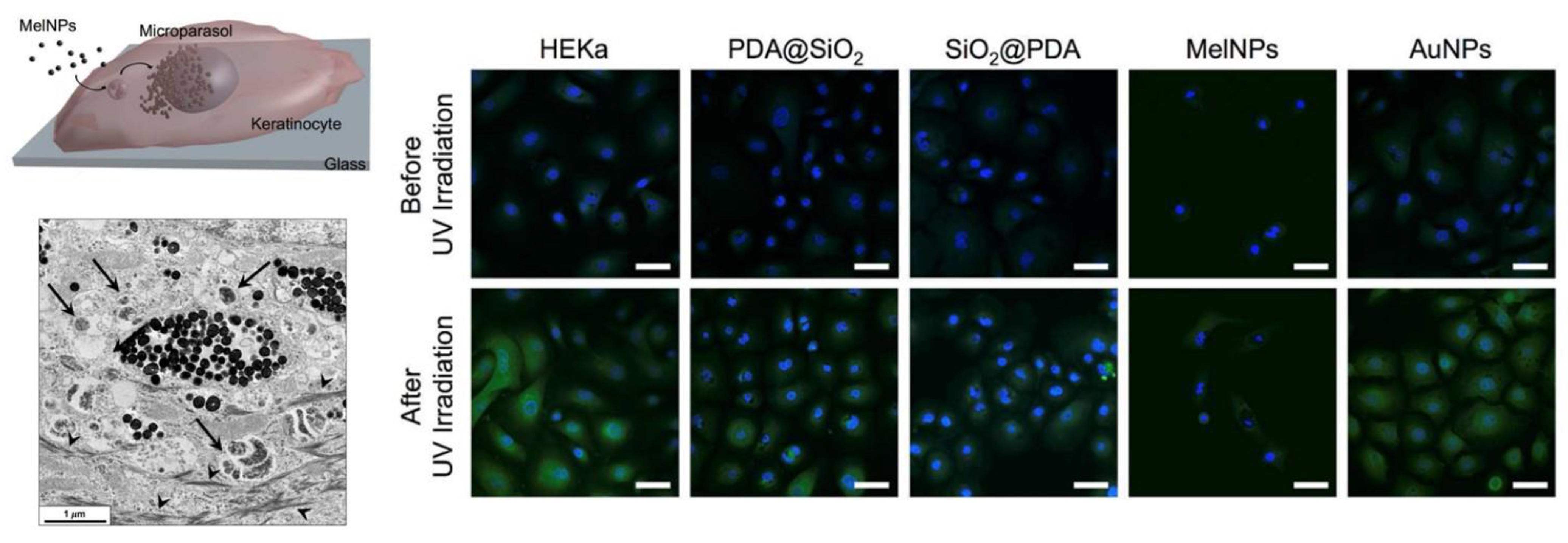 Antioxidants 12 00863 g003