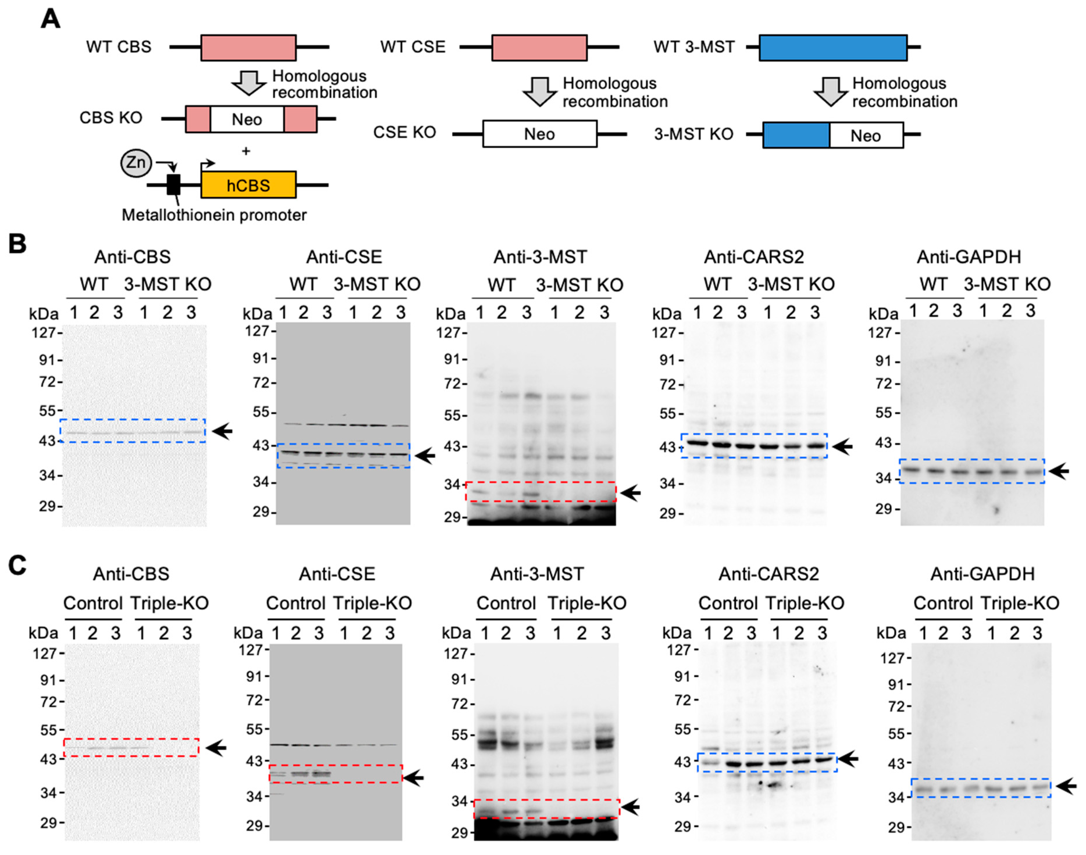 Antioxidants 12 00868 g001