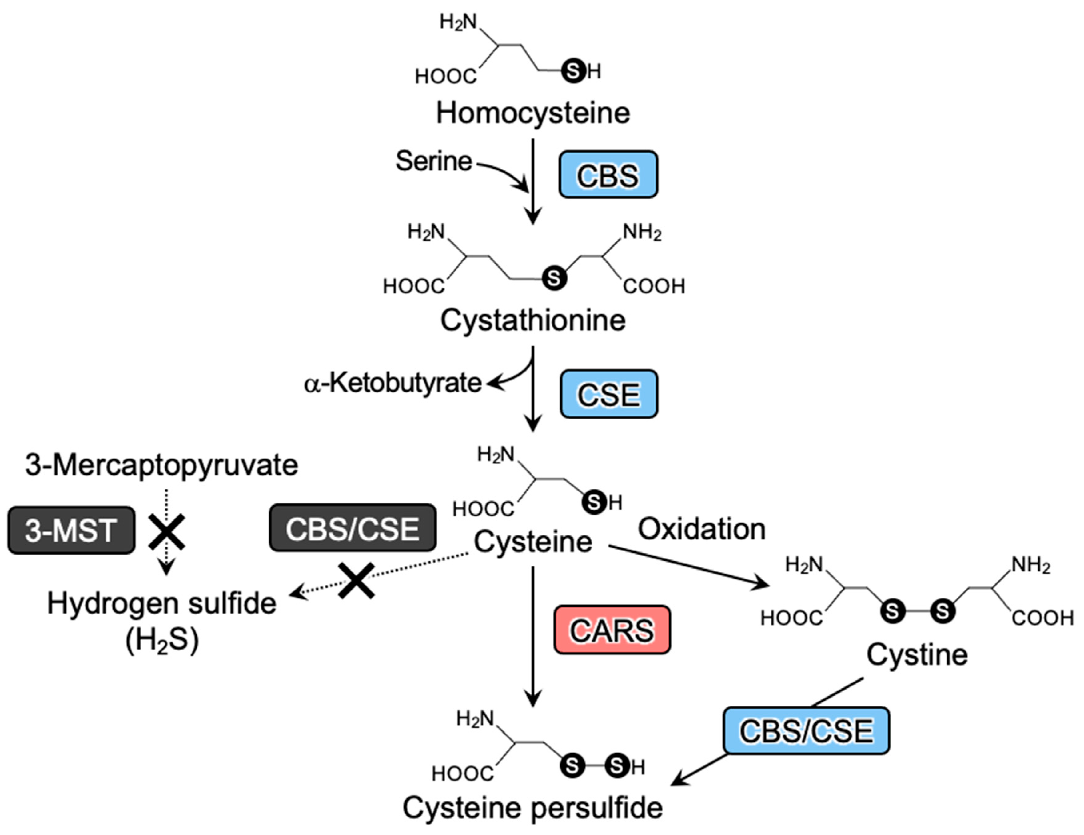Antioxidants 12 00868 g005