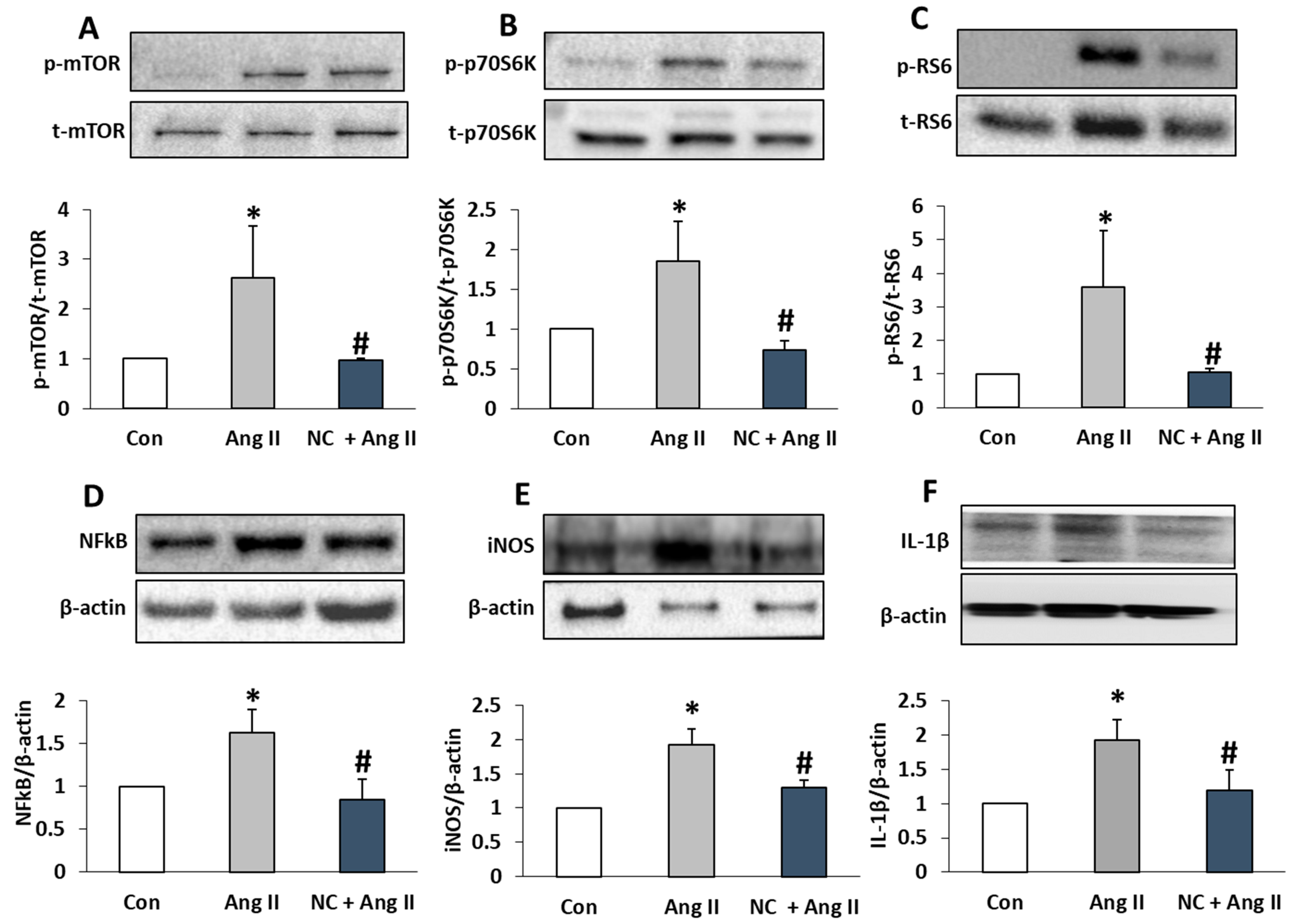 Antioxidants 12 00877 g004 Antioxidants 12 00877 g004