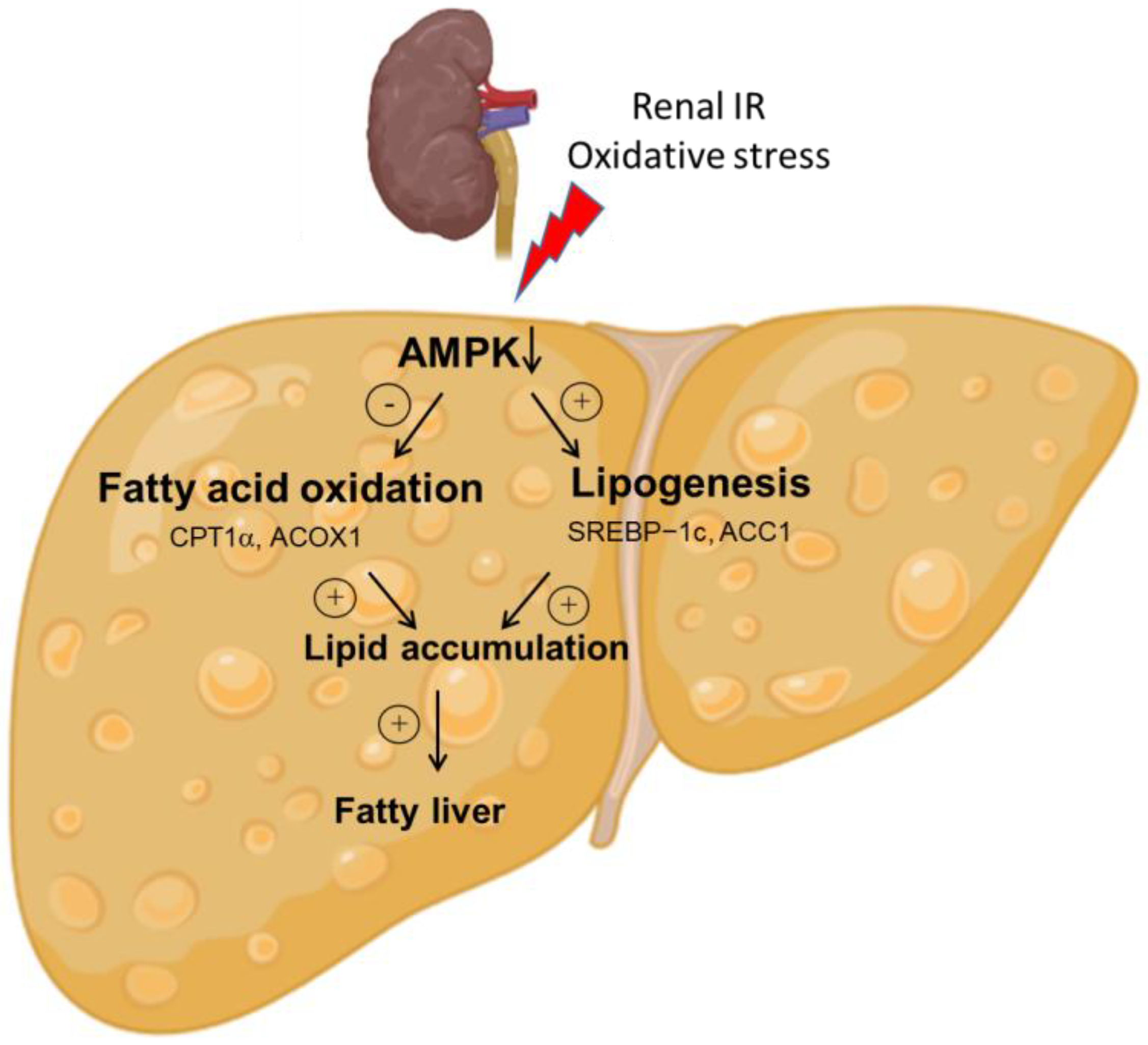 Antioxidants 12 00883 g006