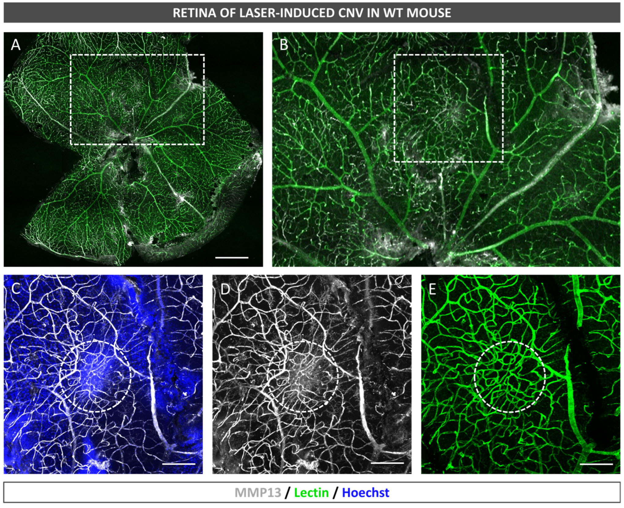Antioxidants 12 00884 g004