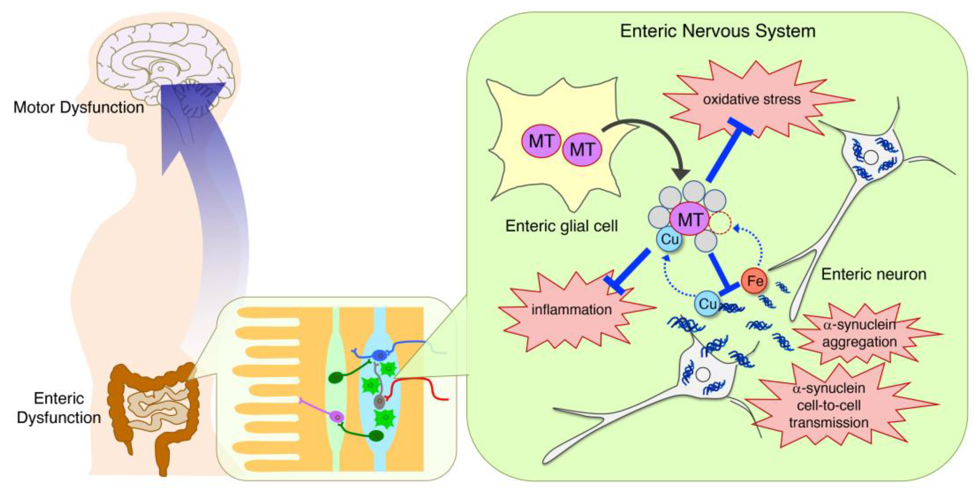 Antioxidants 12 00894 g003