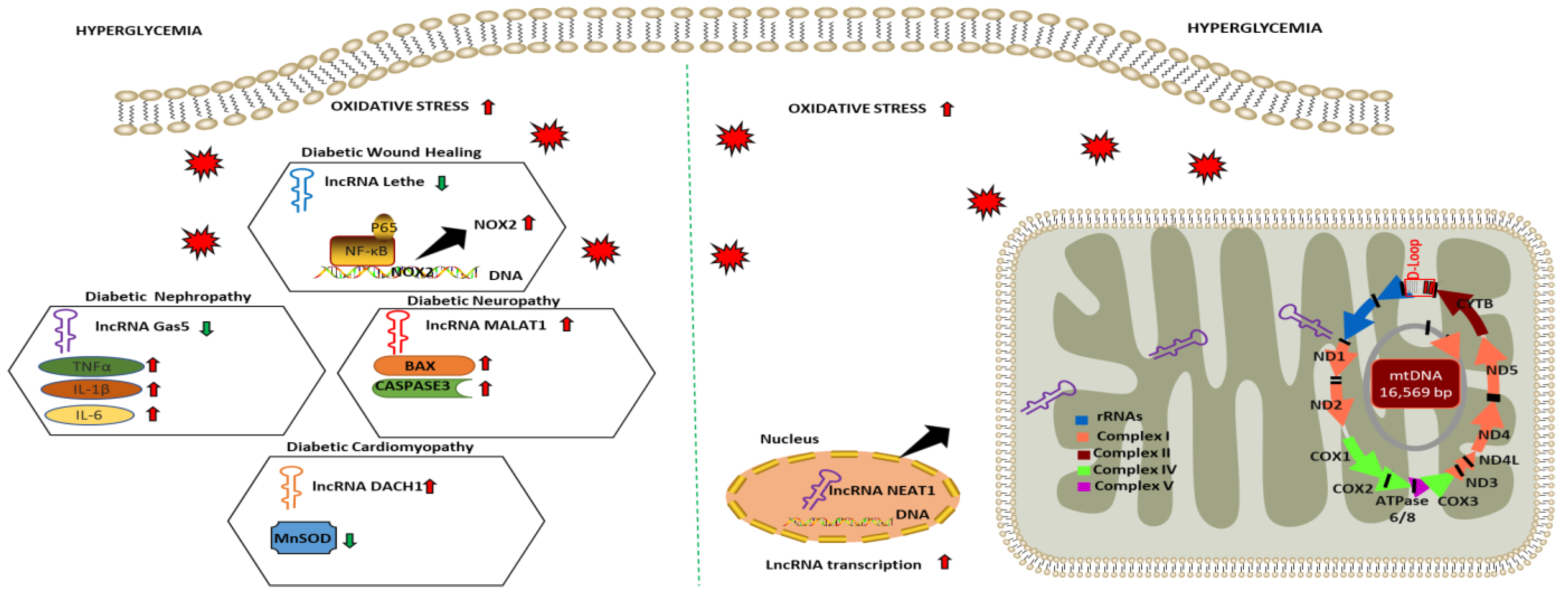 Antioxidants 12 00898 g002 Antioxidants 12 00898 g002