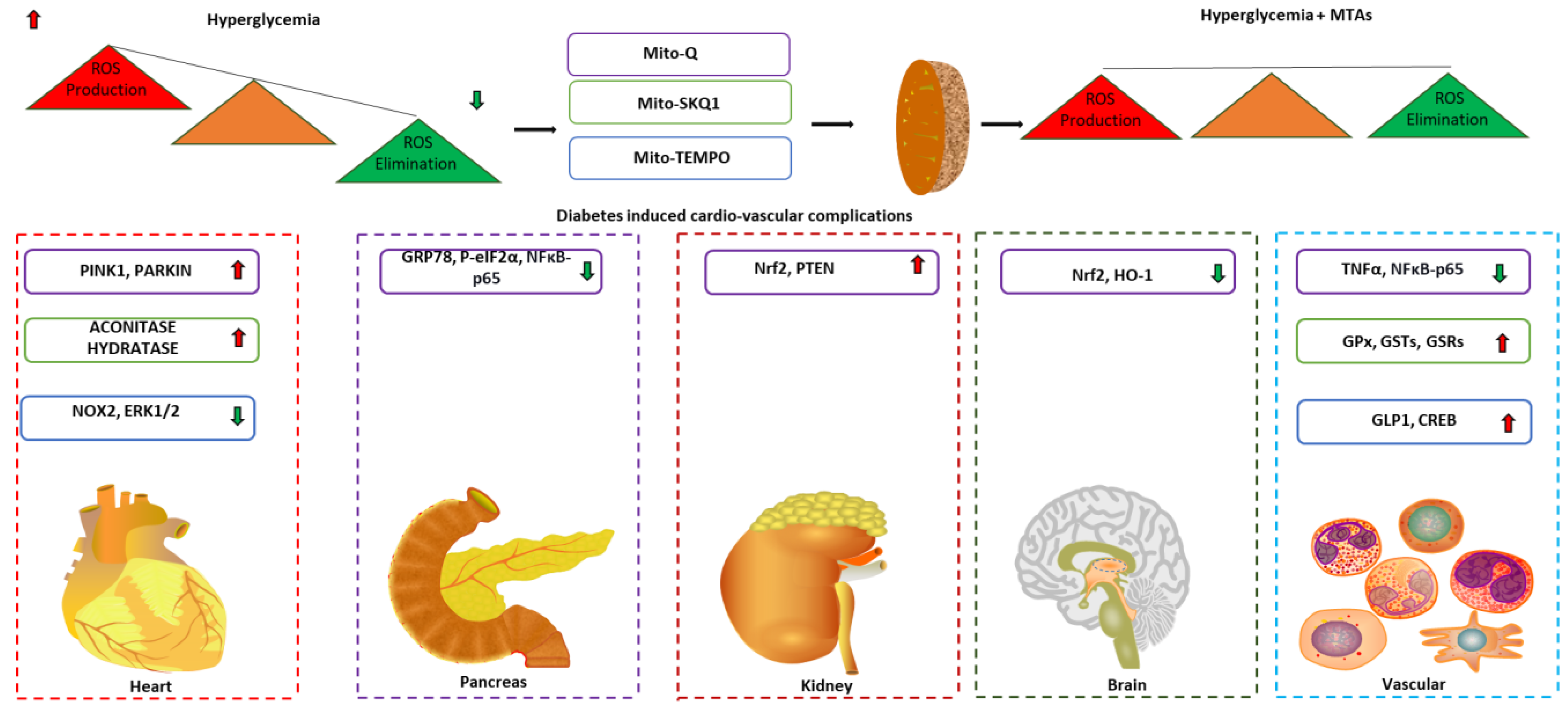 Antioxidants 12 00898 g004 Antioxidants 12 00898 g004