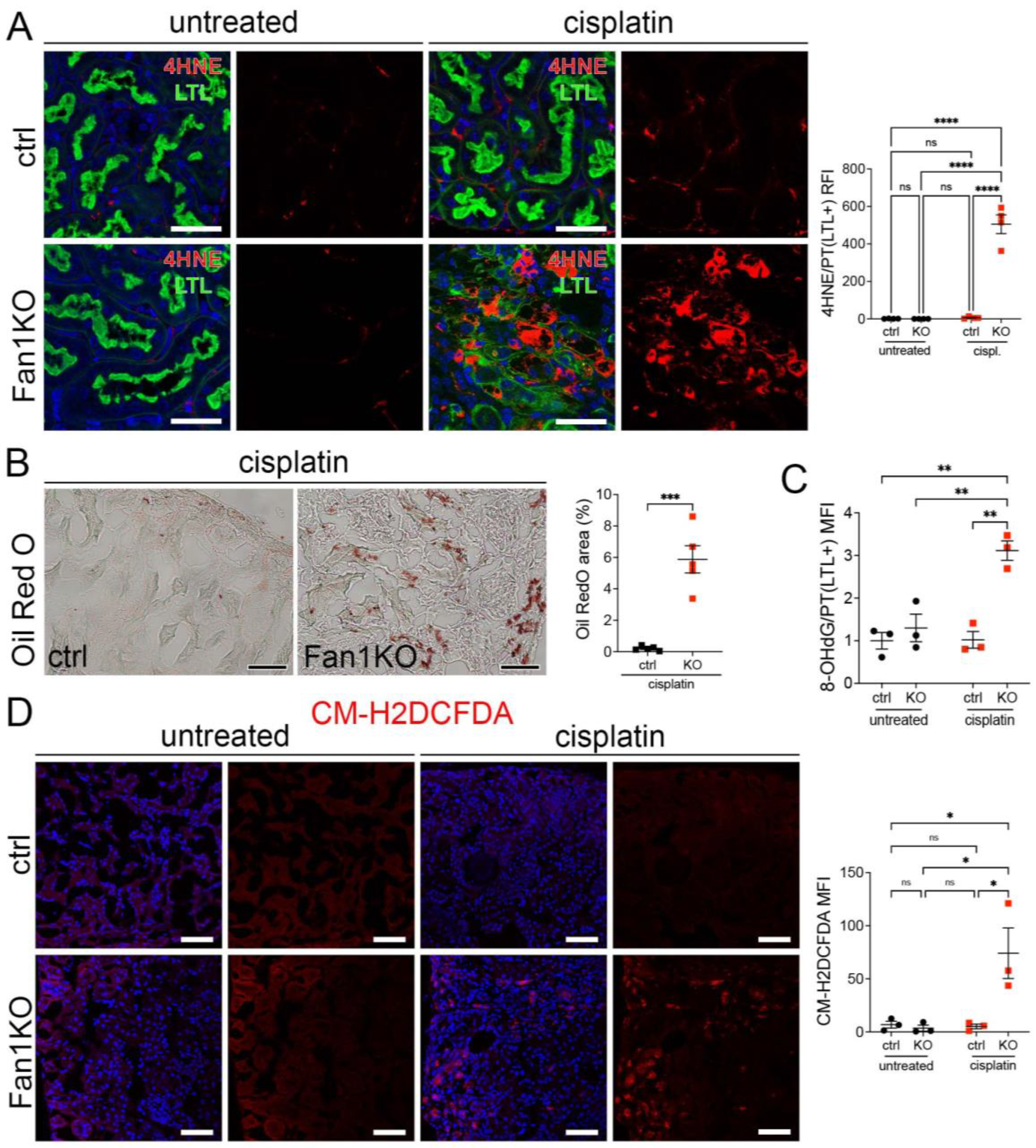 Antioxidants 12 00900 g002