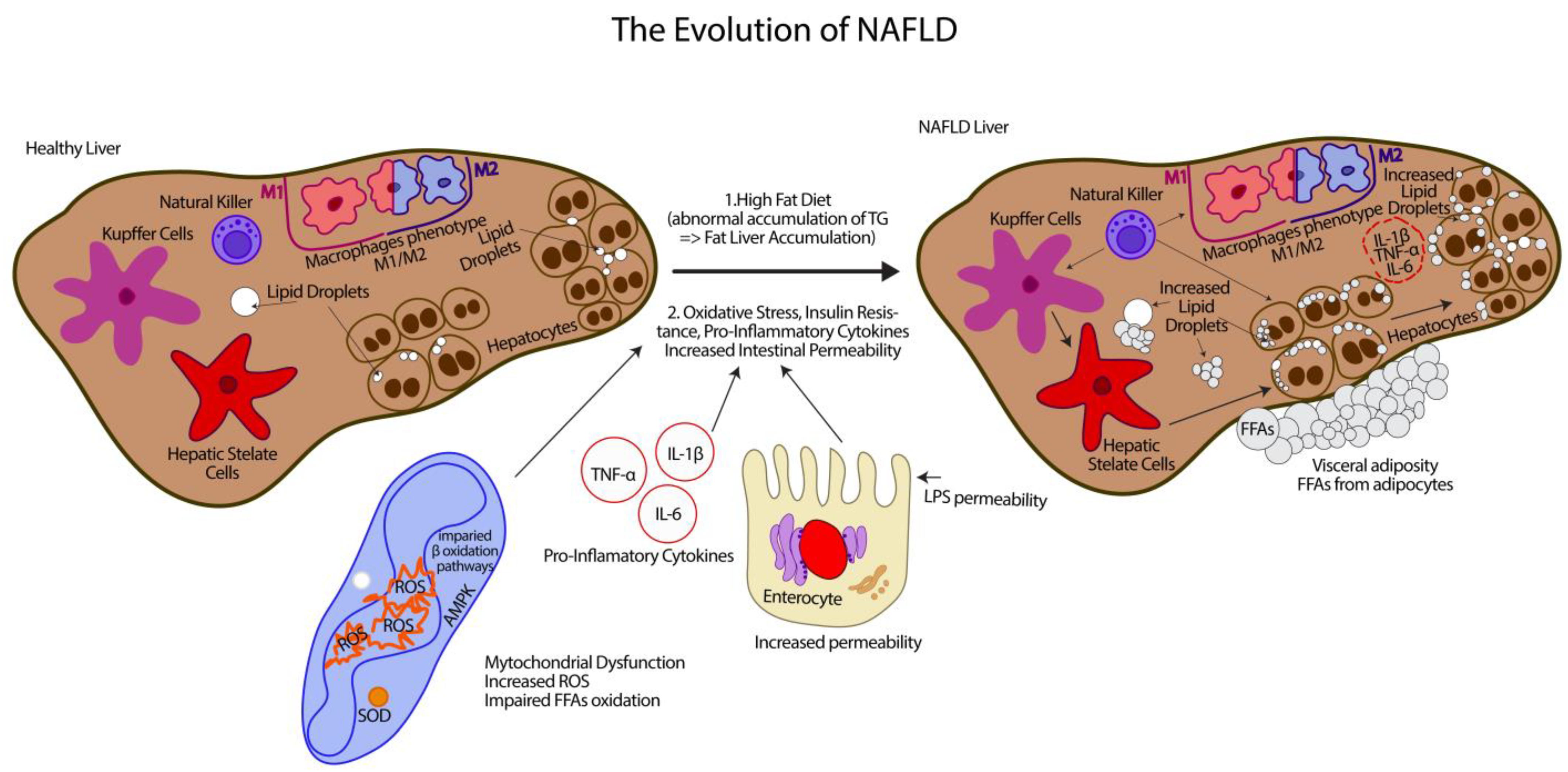 Antioxidants 12 00903 g001 Antioxidants 12 00903 g001