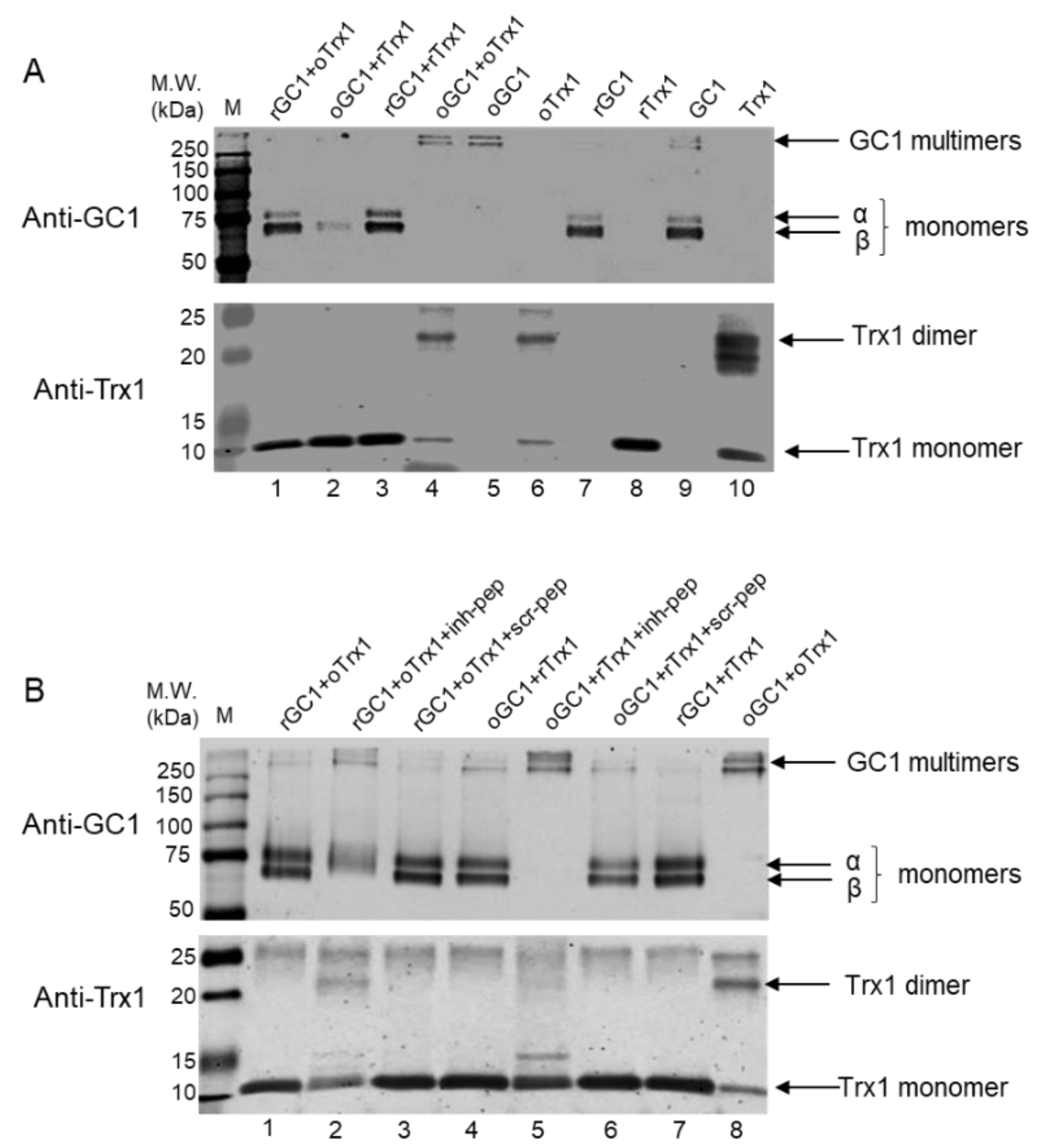 Antioxidants 12 00906 g002