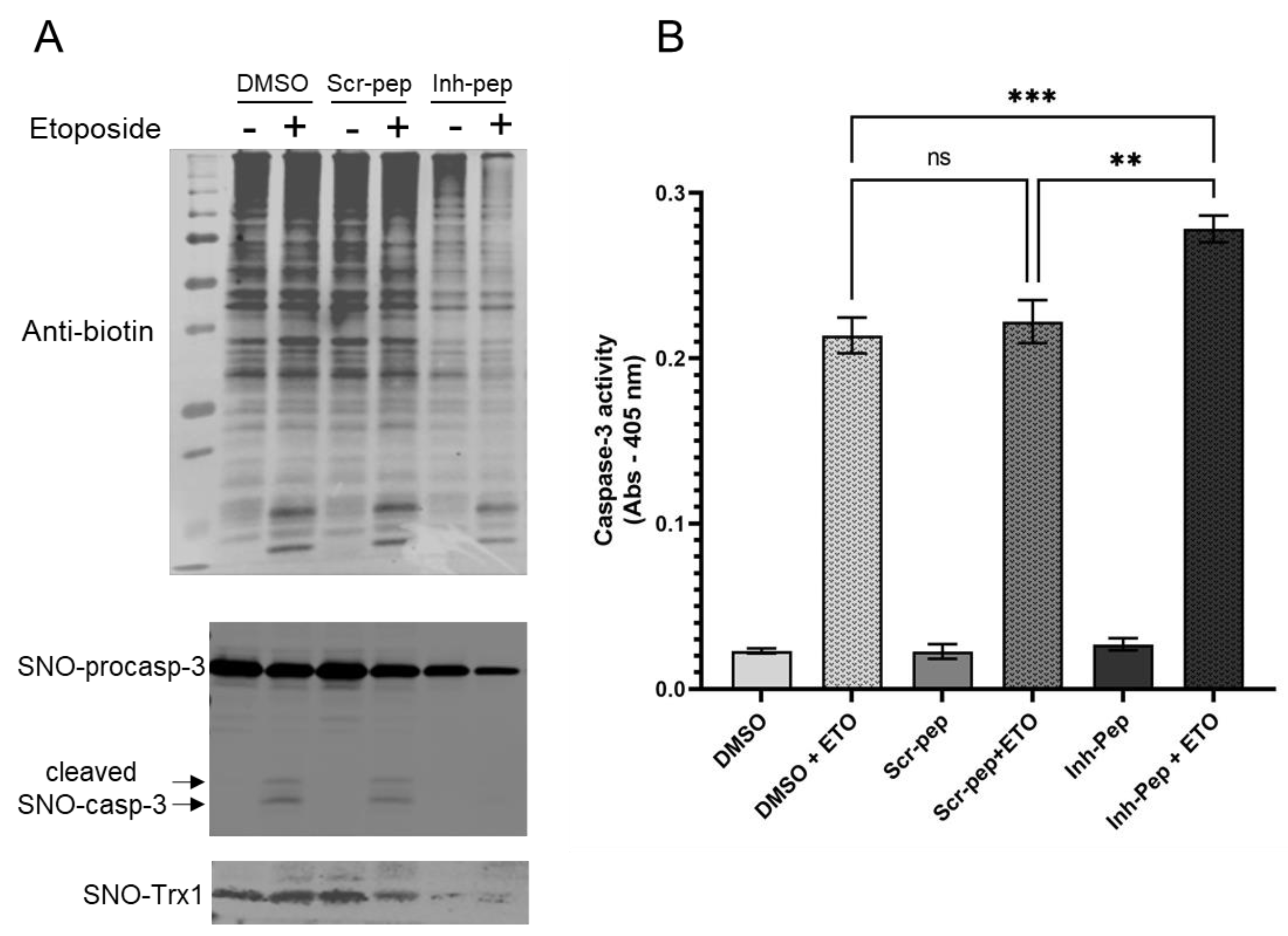 Antioxidants 12 00906 g004