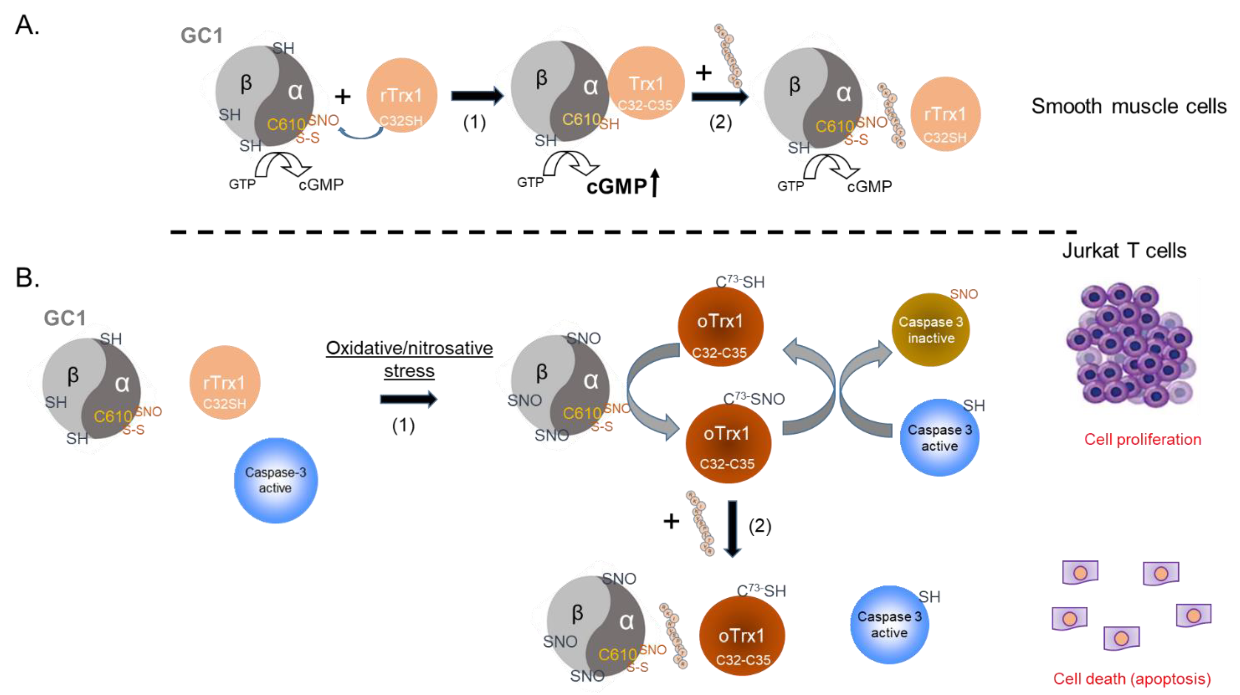 Antioxidants 12 00906 g005