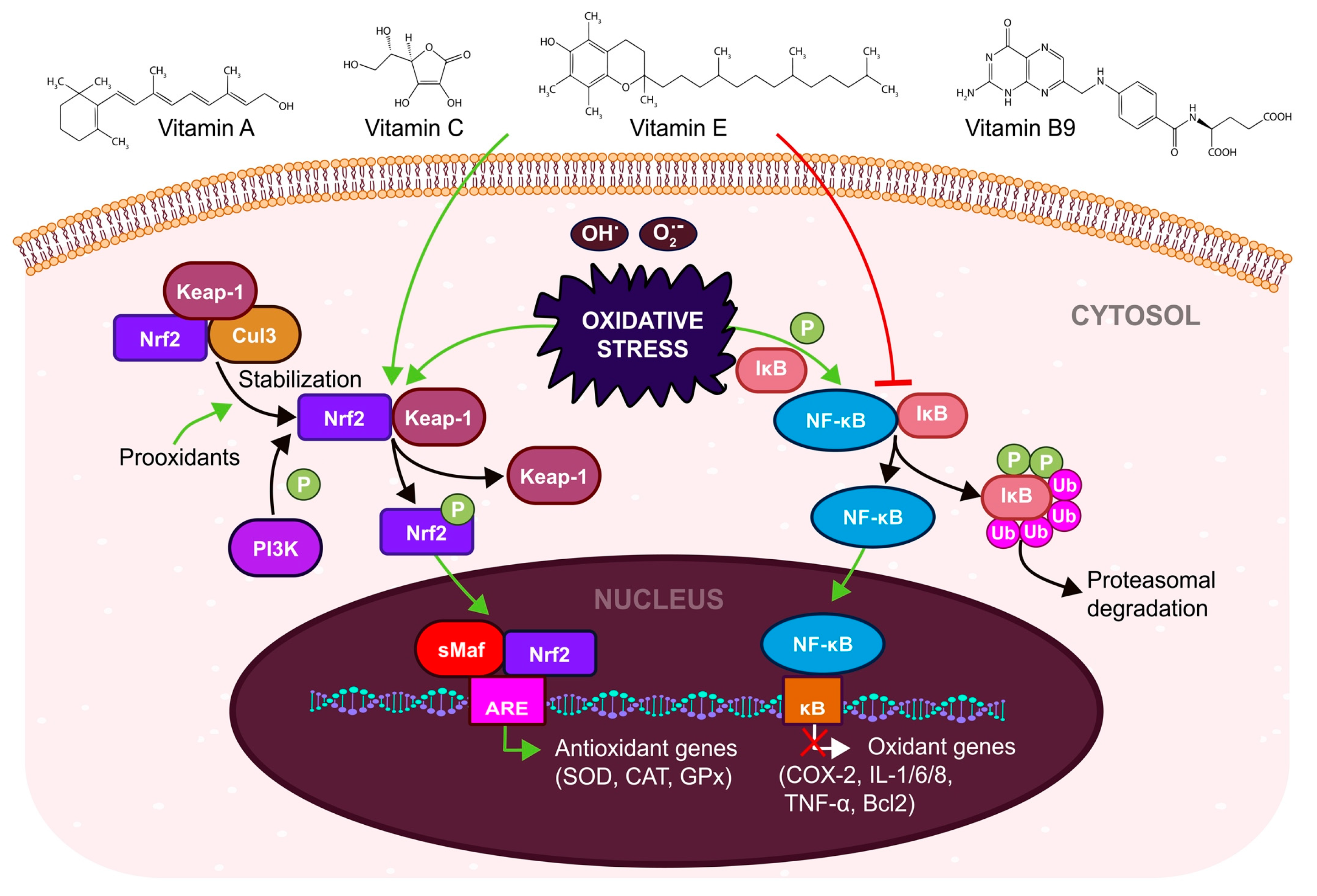 Antioxidants 12 00907 g004