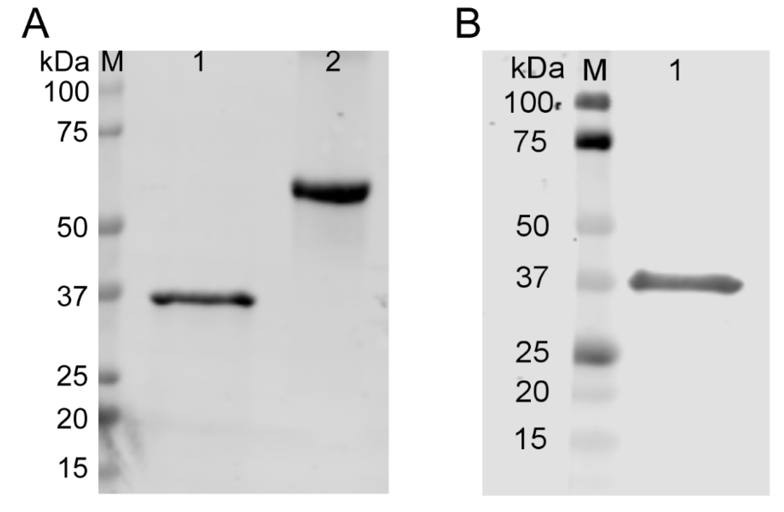 Antioxidants 12 00909 g001
