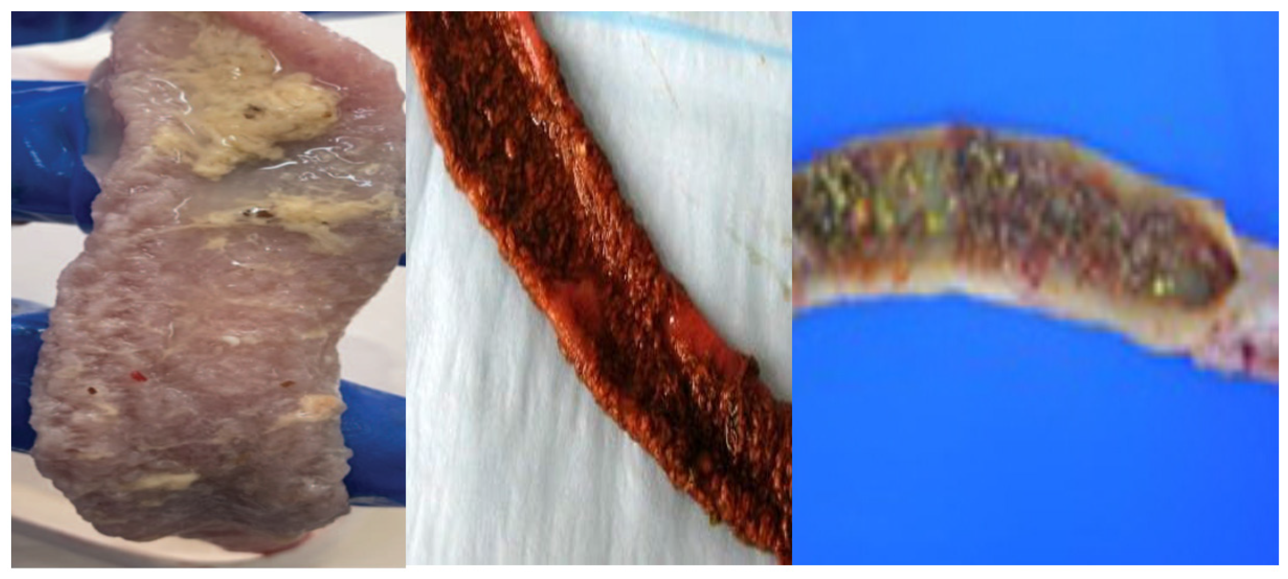 Antioxidants 12 00911 g001