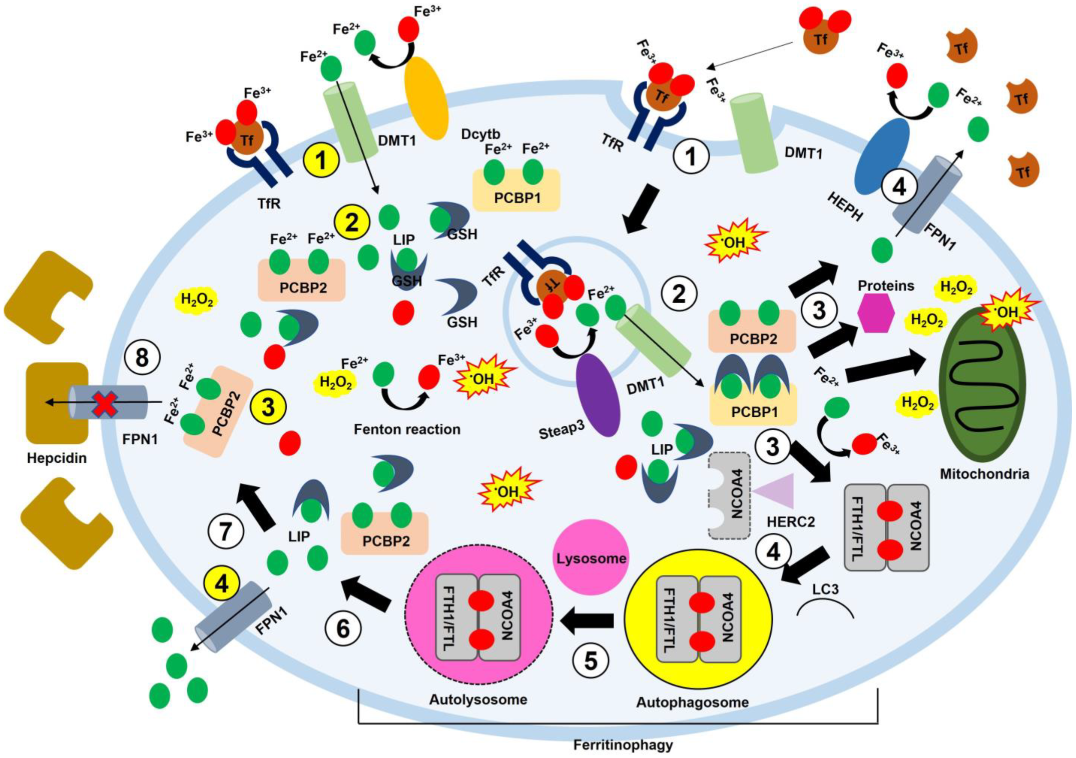Antioxidants 12 00918 g002