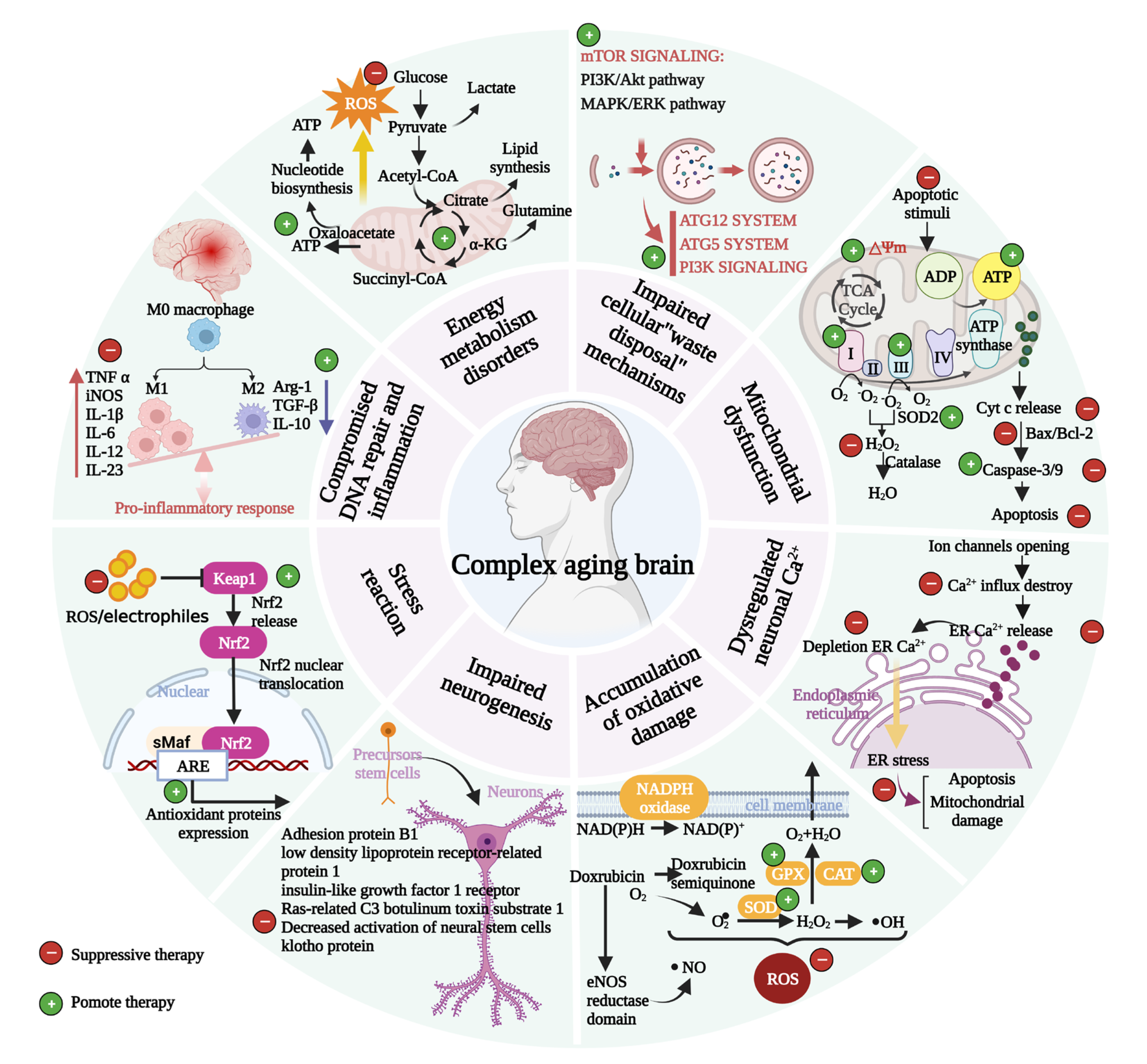 Antioxidants 12 00920 g002
