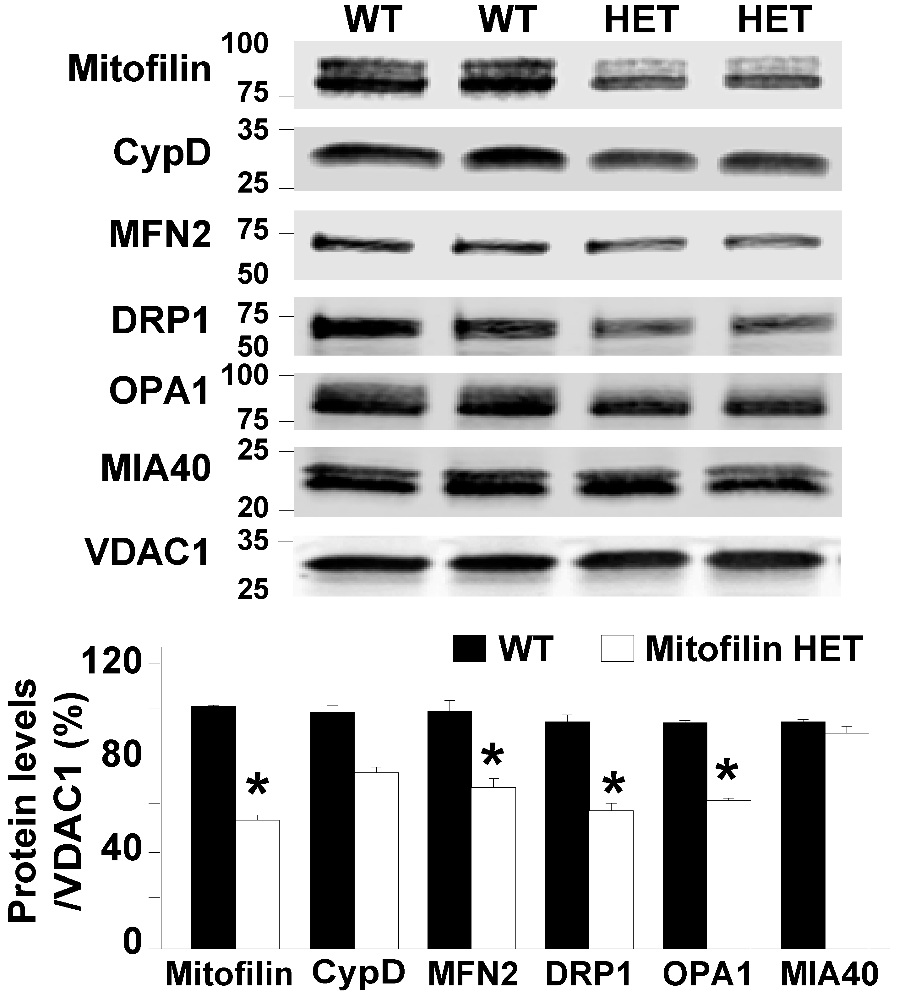 Antioxidants 12 00921 g002