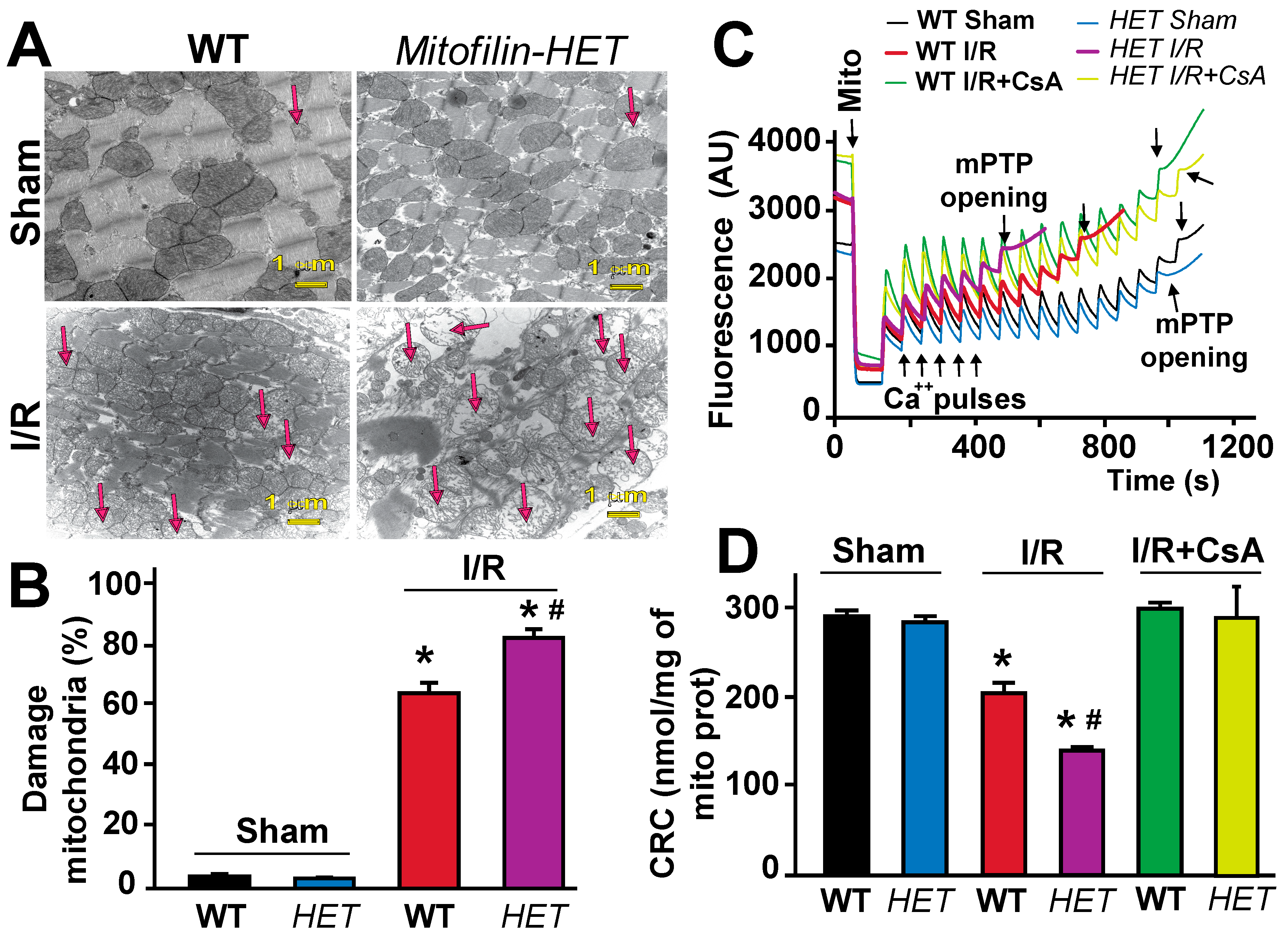Antioxidants 12 00921 g004