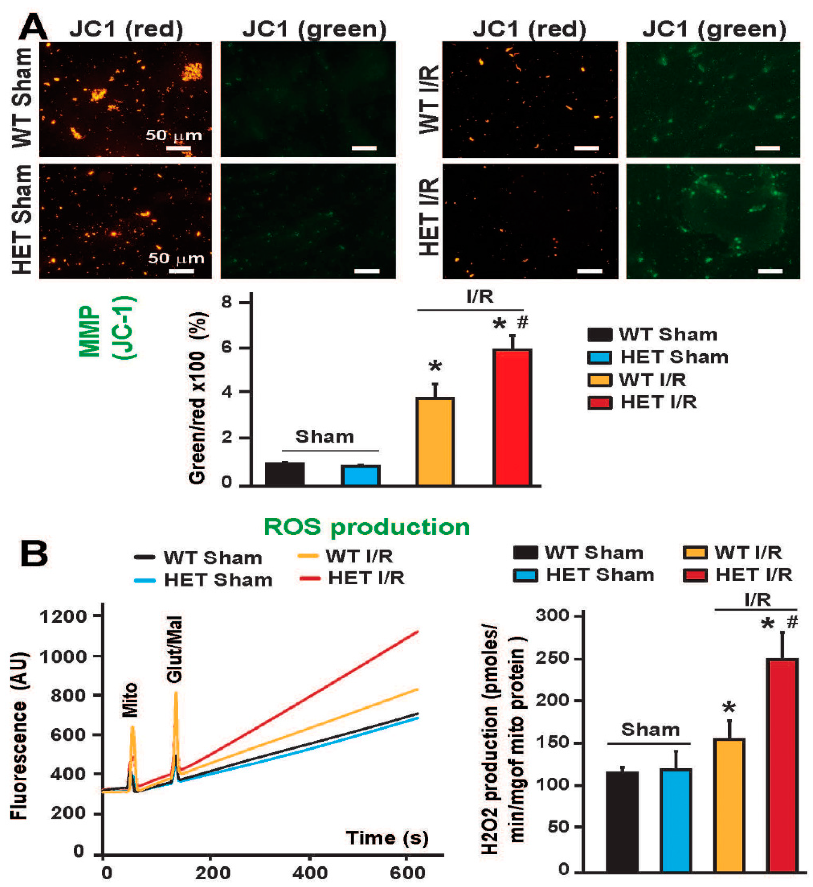 Antioxidants 12 00921 g005