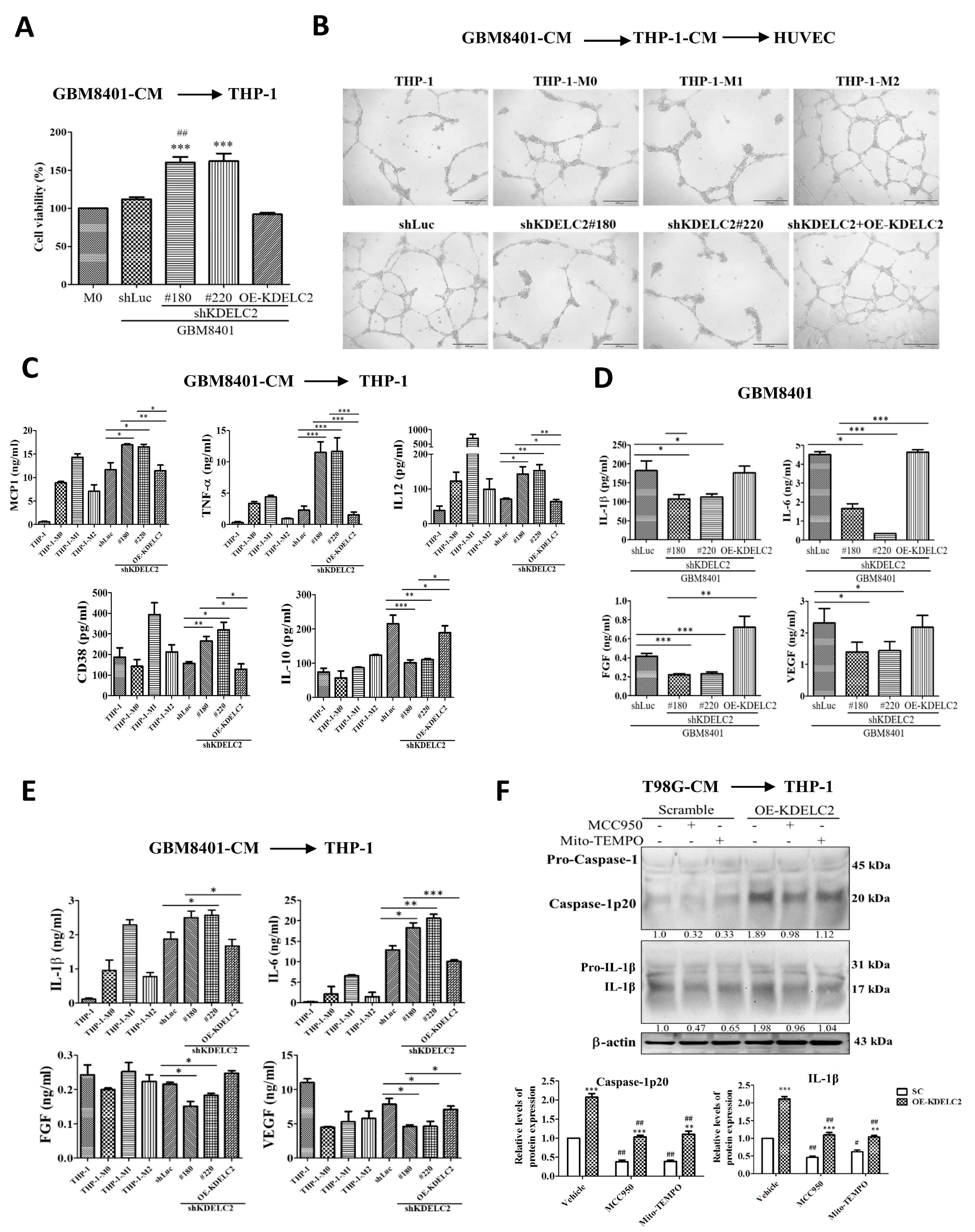 Antioxidants 12 00923 g005