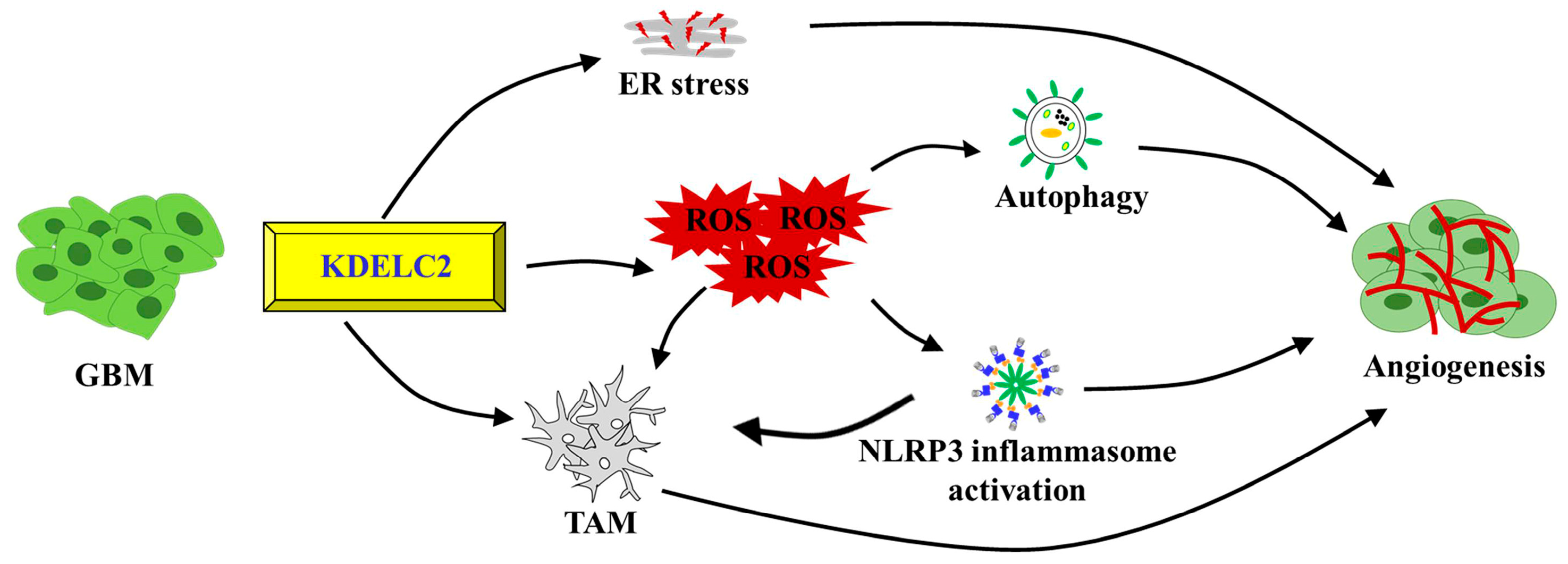 Antioxidants 12 00923 g006