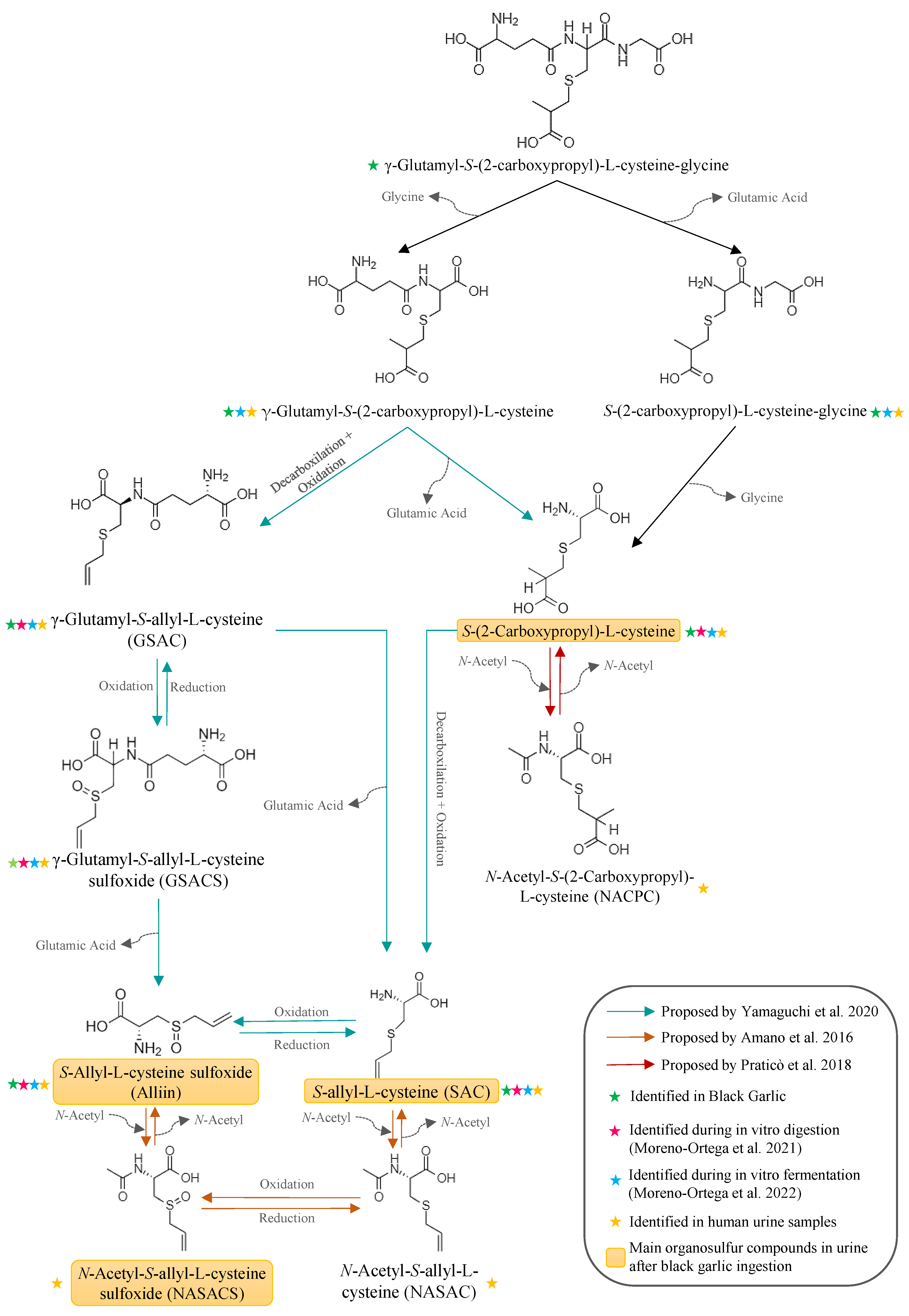 Antioxidants 12 00925 g003 Antioxidants 12 00925 g003