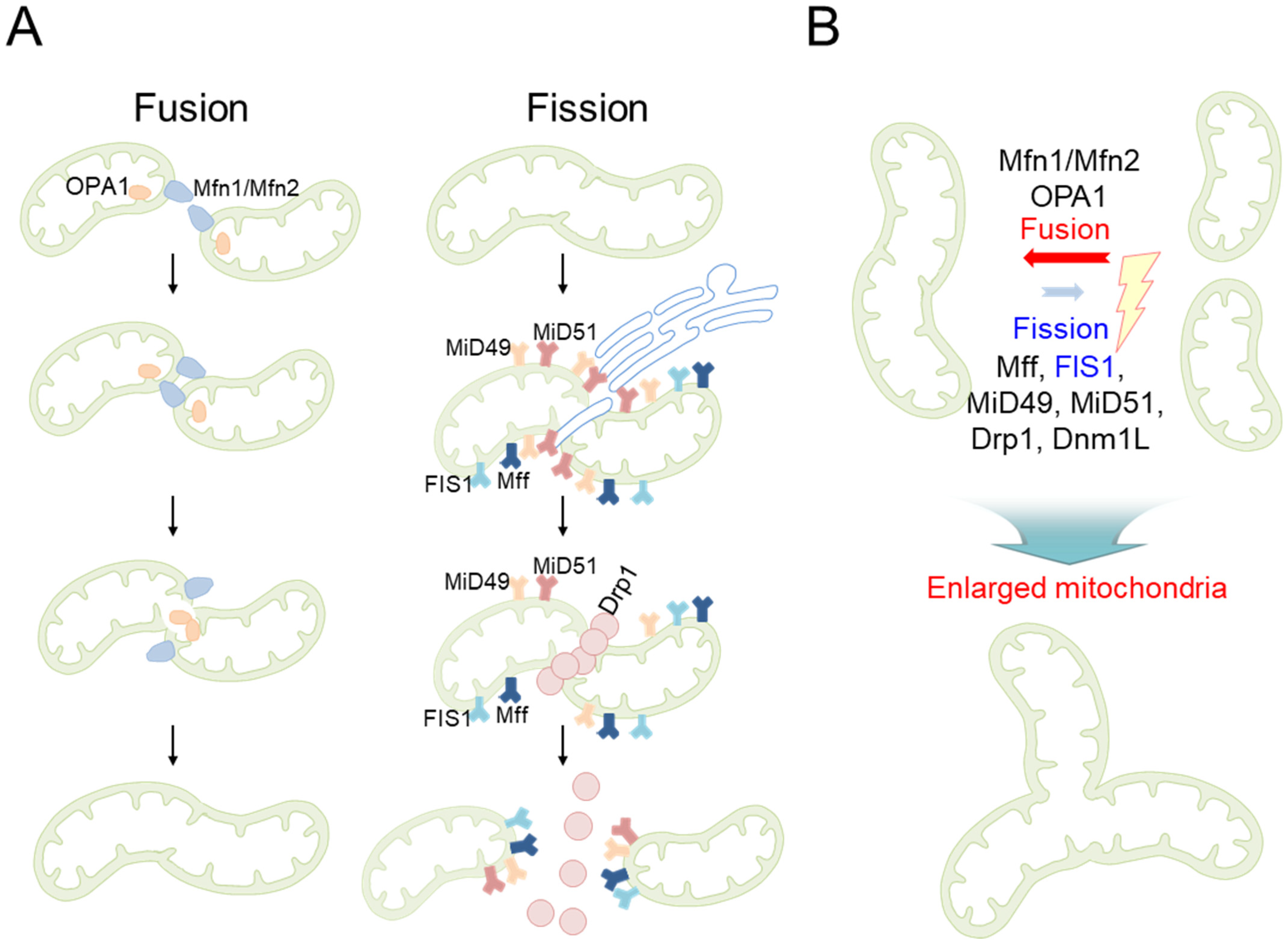 Antioxidants 12 00934 g001