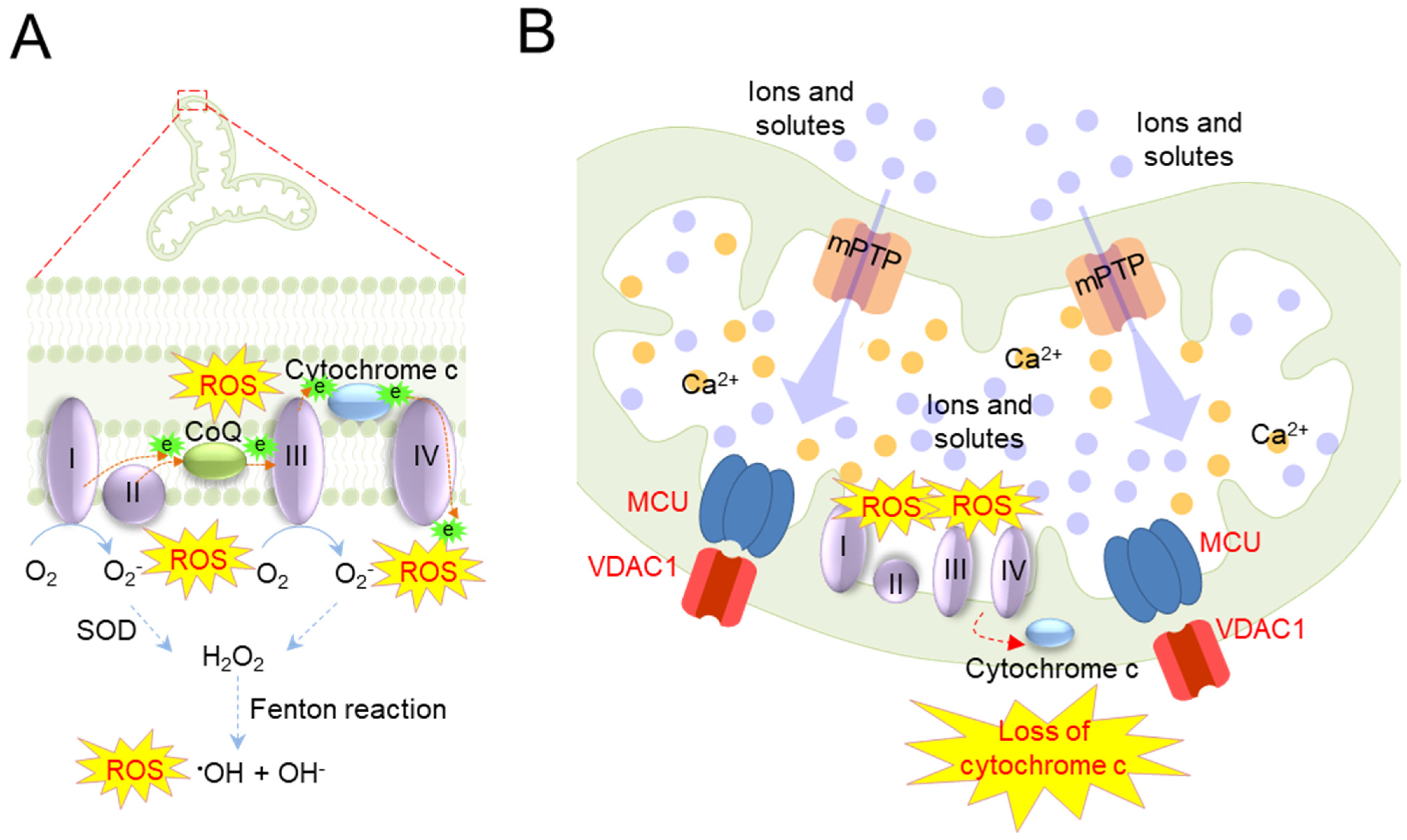 Antioxidants 12 00934 g003