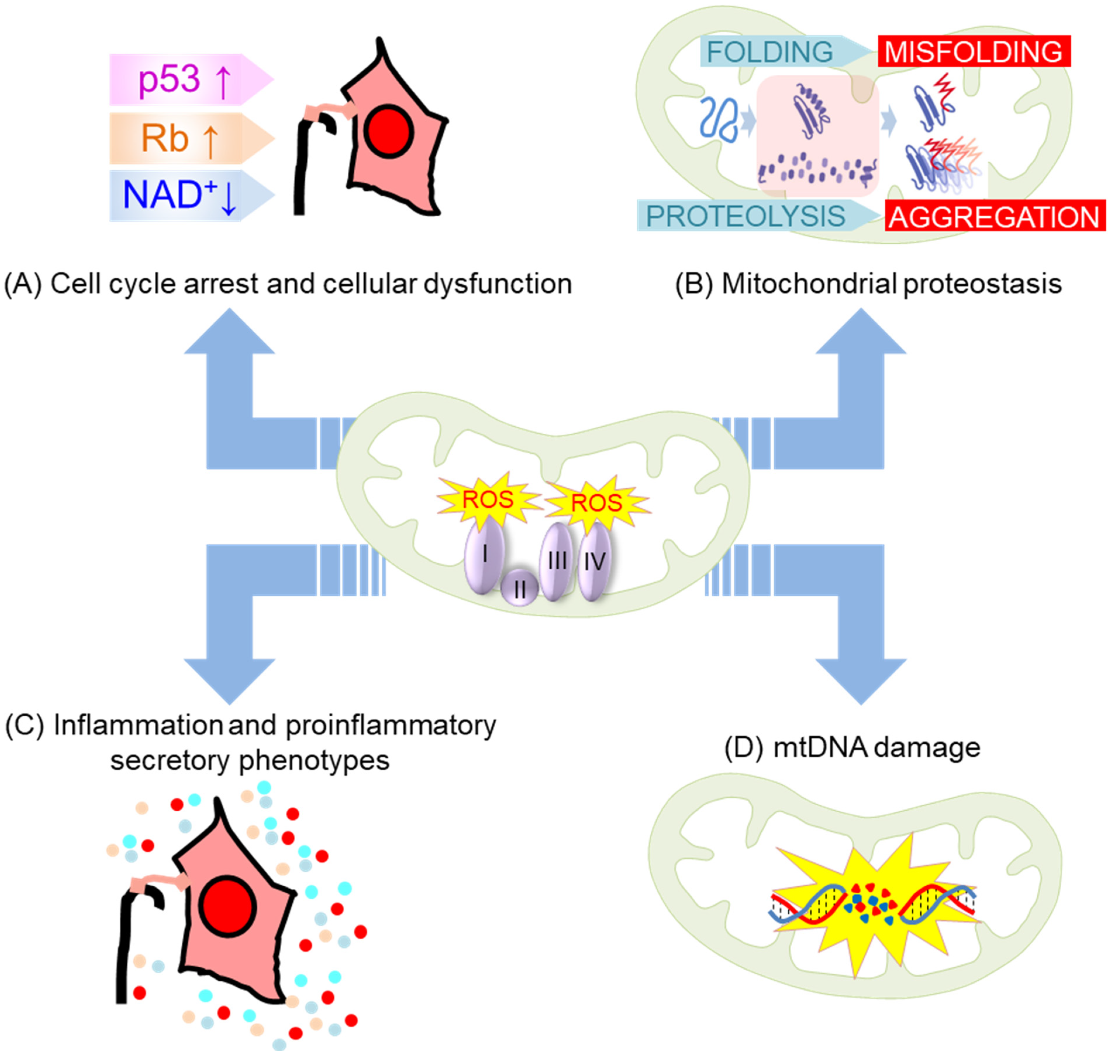Antioxidants 12 00934 g004