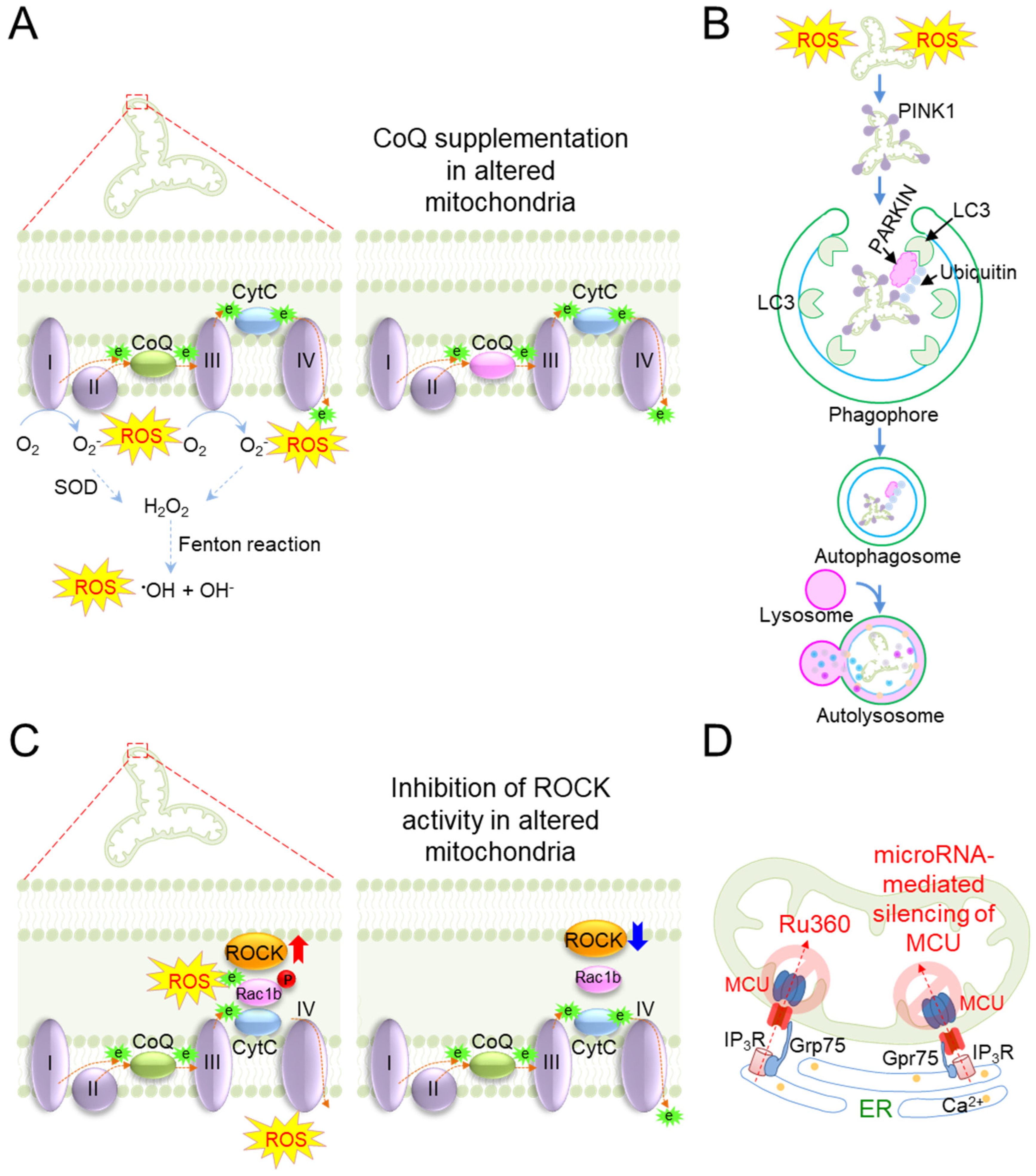 Antioxidants 12 00934 g005