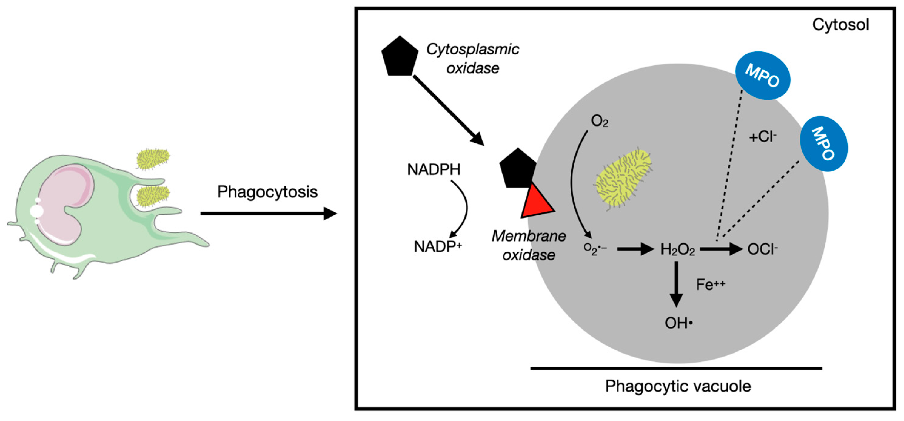 Antioxidants 12 00936 g002