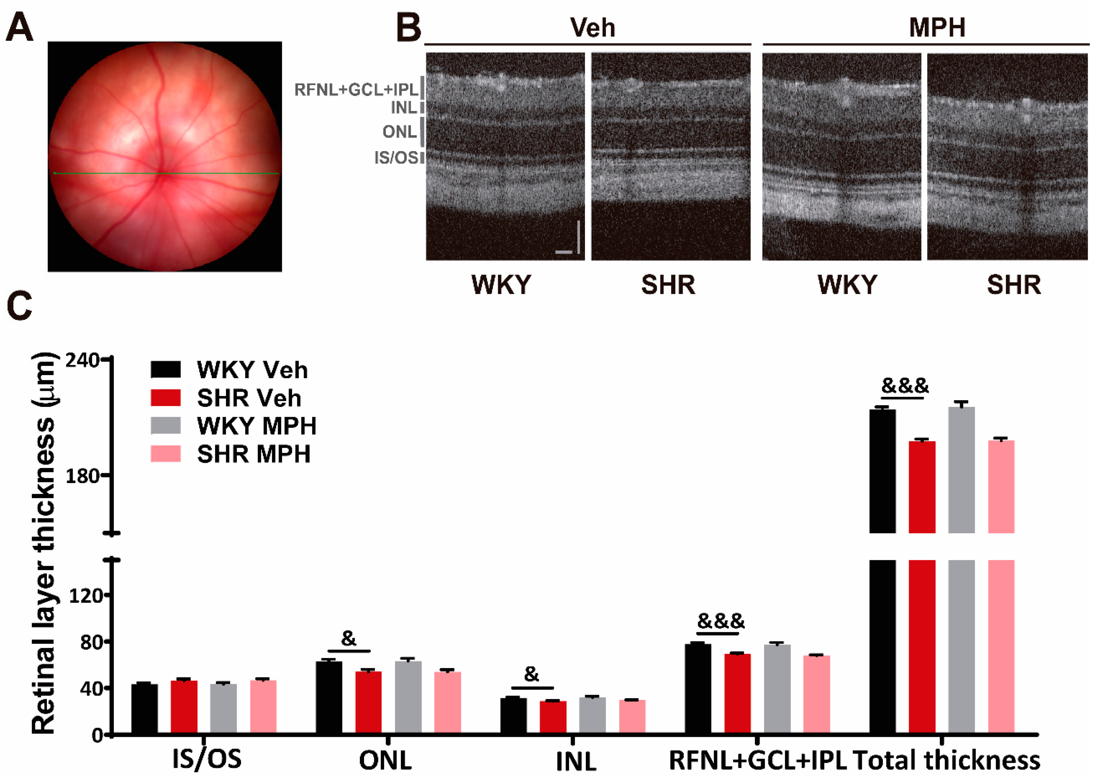 Antioxidants 12 00937 g001 Antioxidants 12 00937 g001