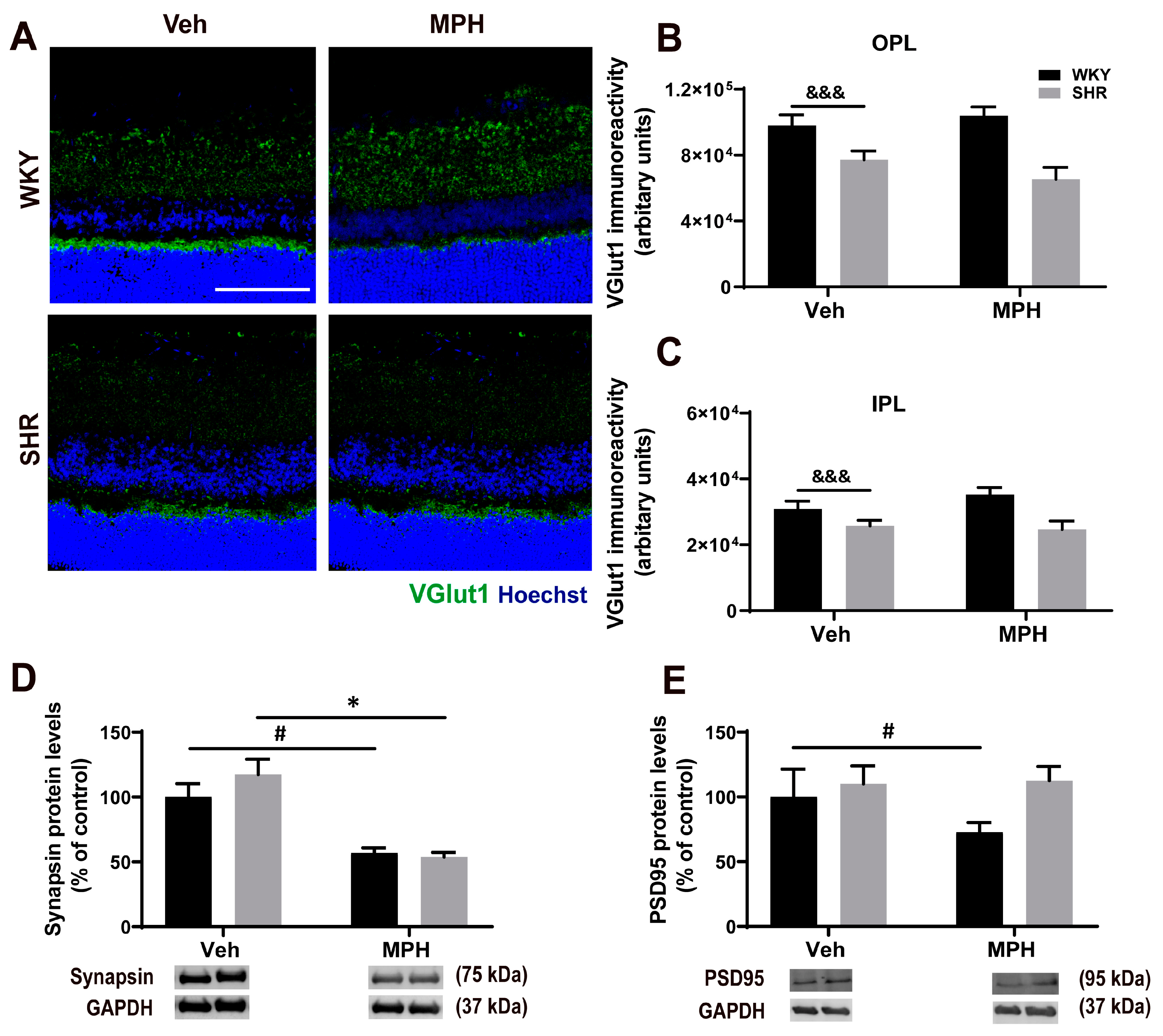 Antioxidants 12 00937 g004 Antioxidants 12 00937 g004