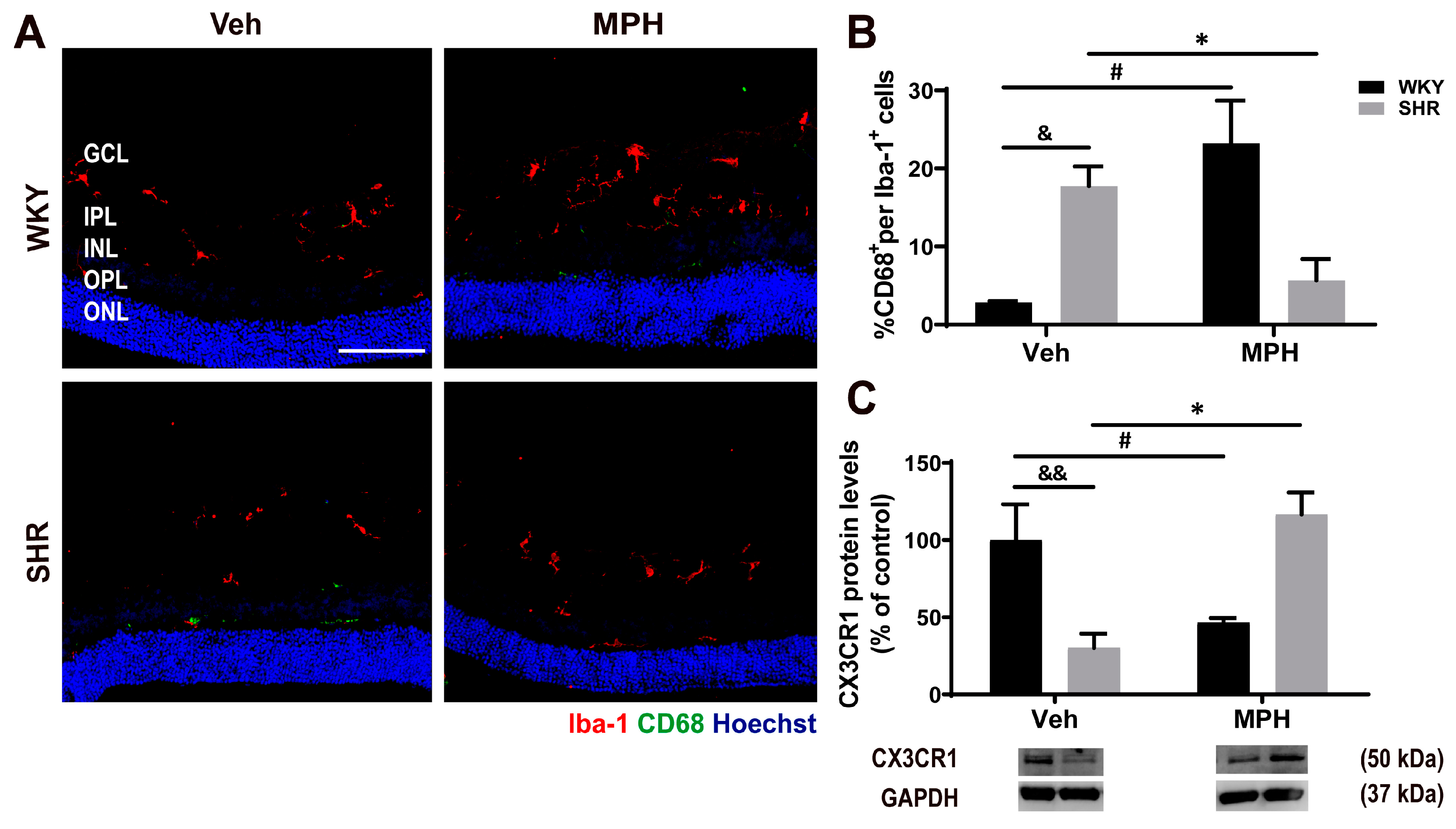 Antioxidants 12 00937 g005 Antioxidants 12 00937 g005