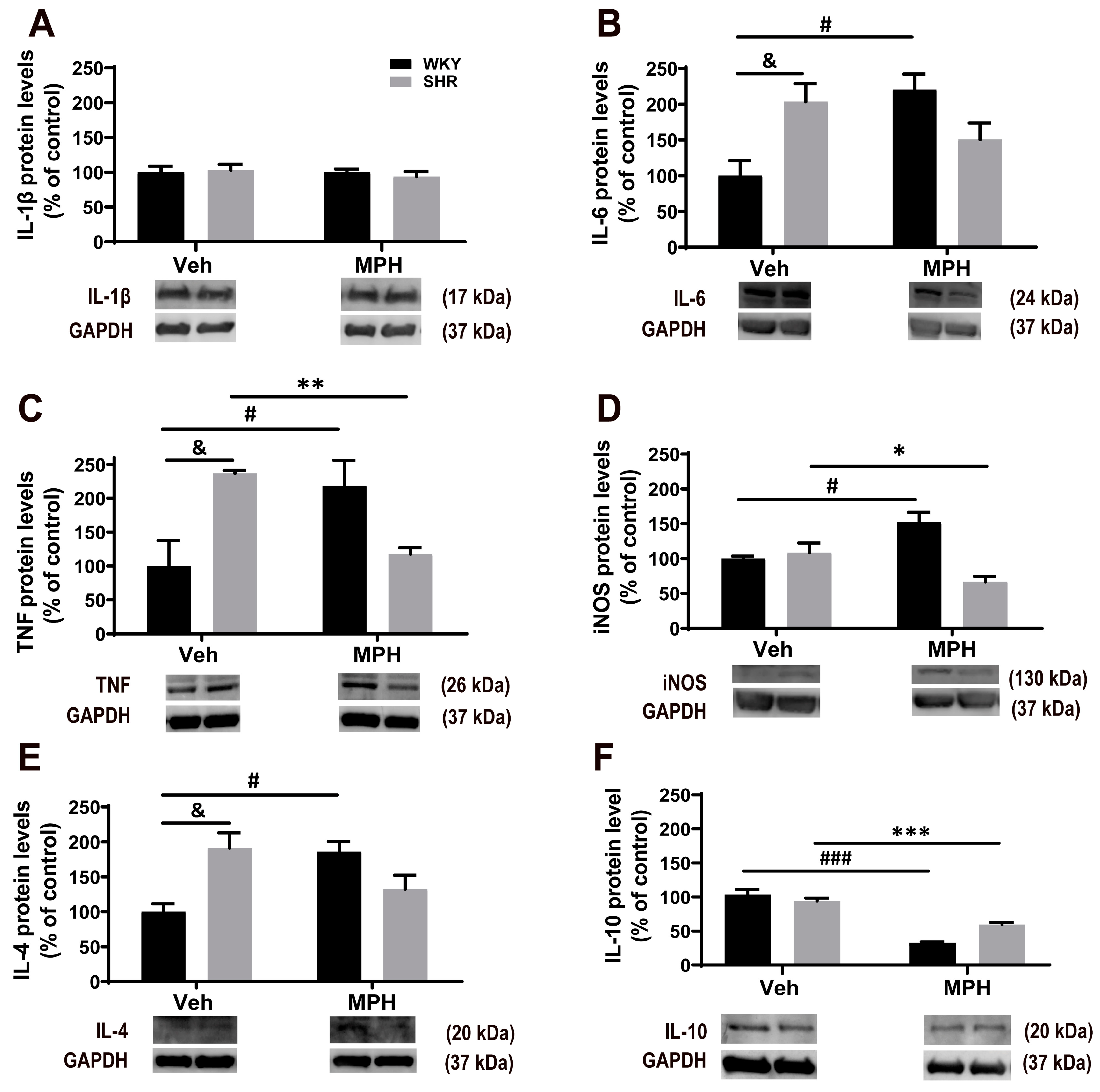 Antioxidants 12 00937 g006 Antioxidants 12 00937 g006