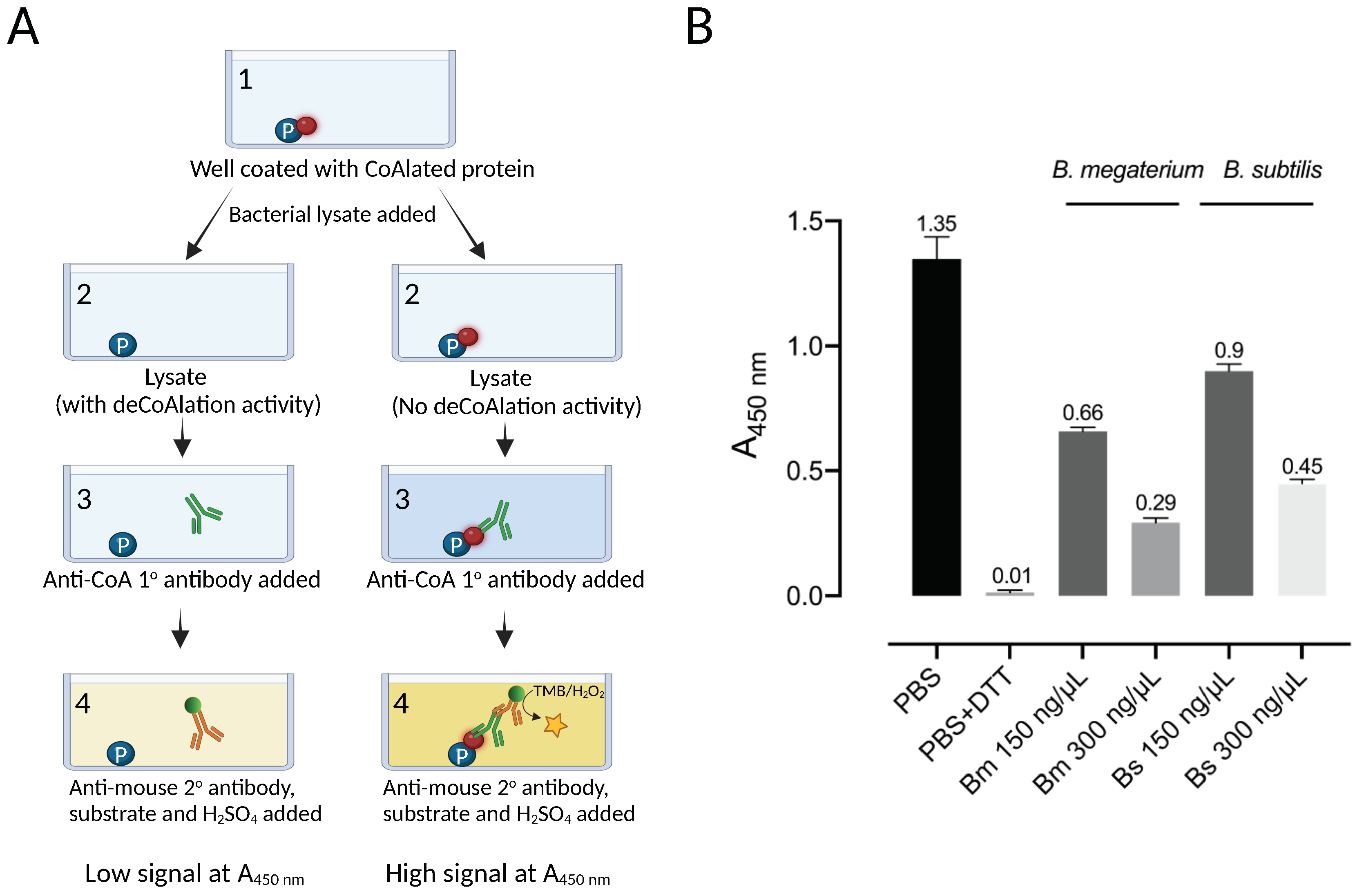 Antioxidants 12 00938 g001
