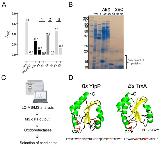 Antioxidants 12 00938 g004