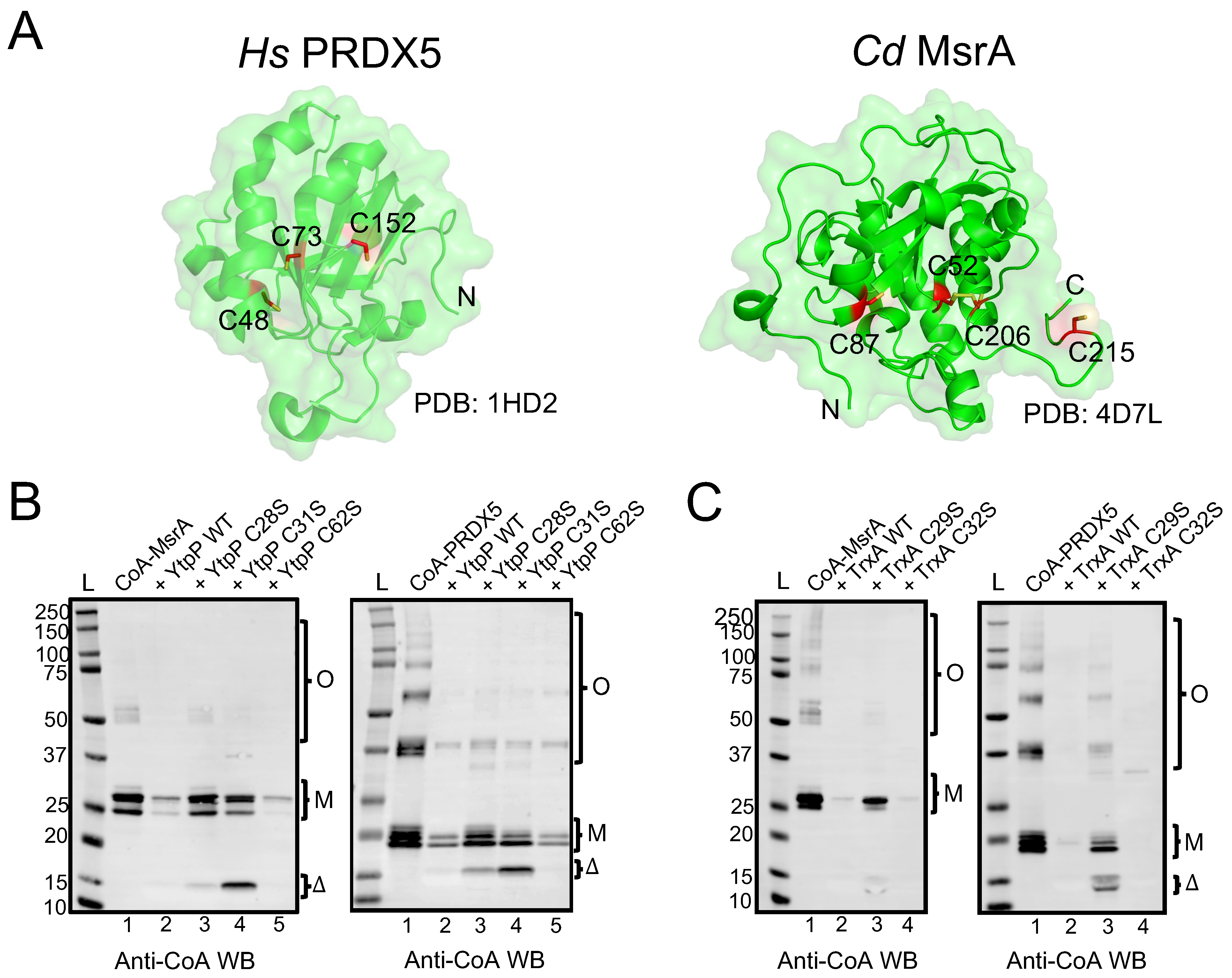 Antioxidants 12 00938 g005