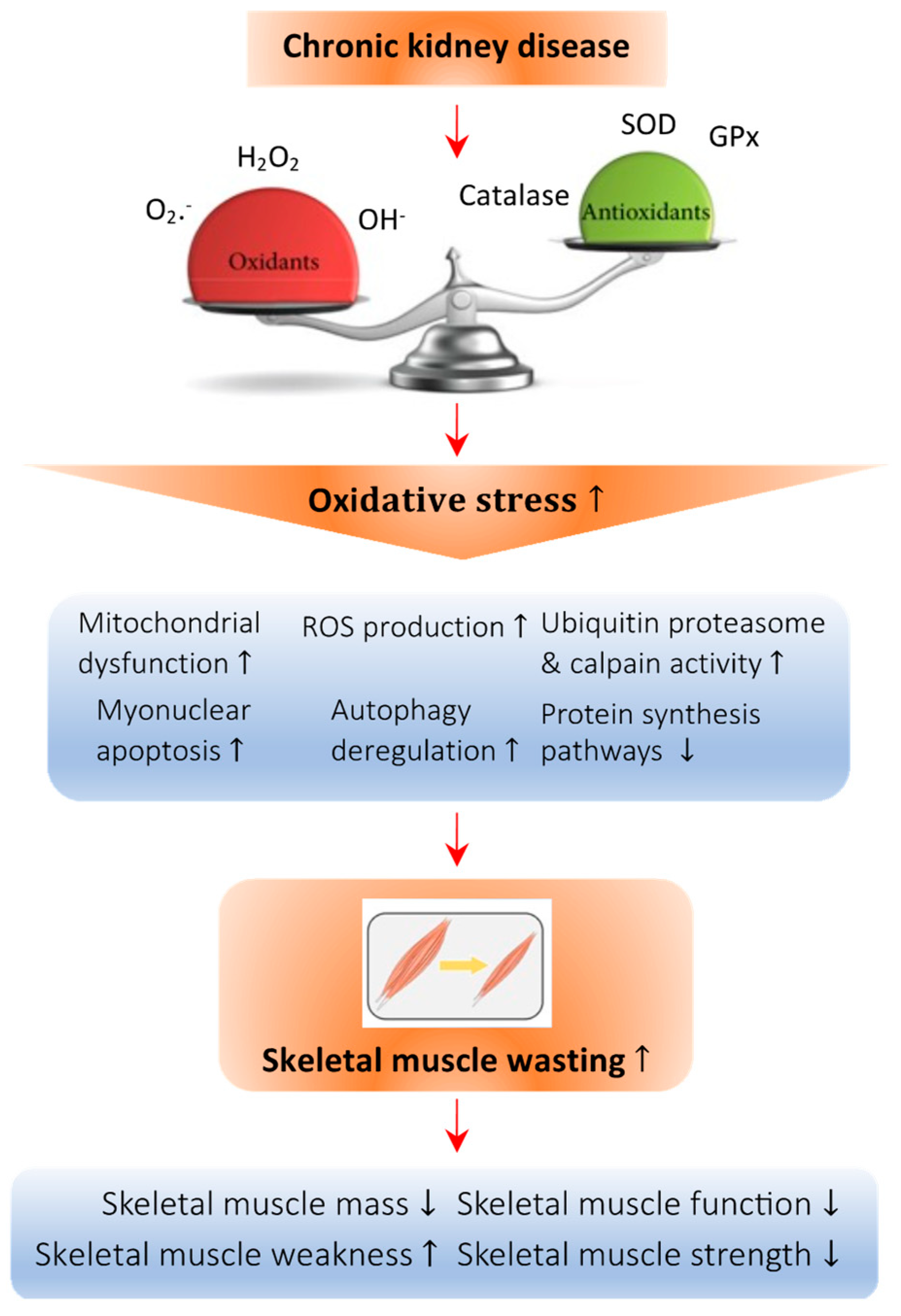 Antioxidants 12 00945 g001