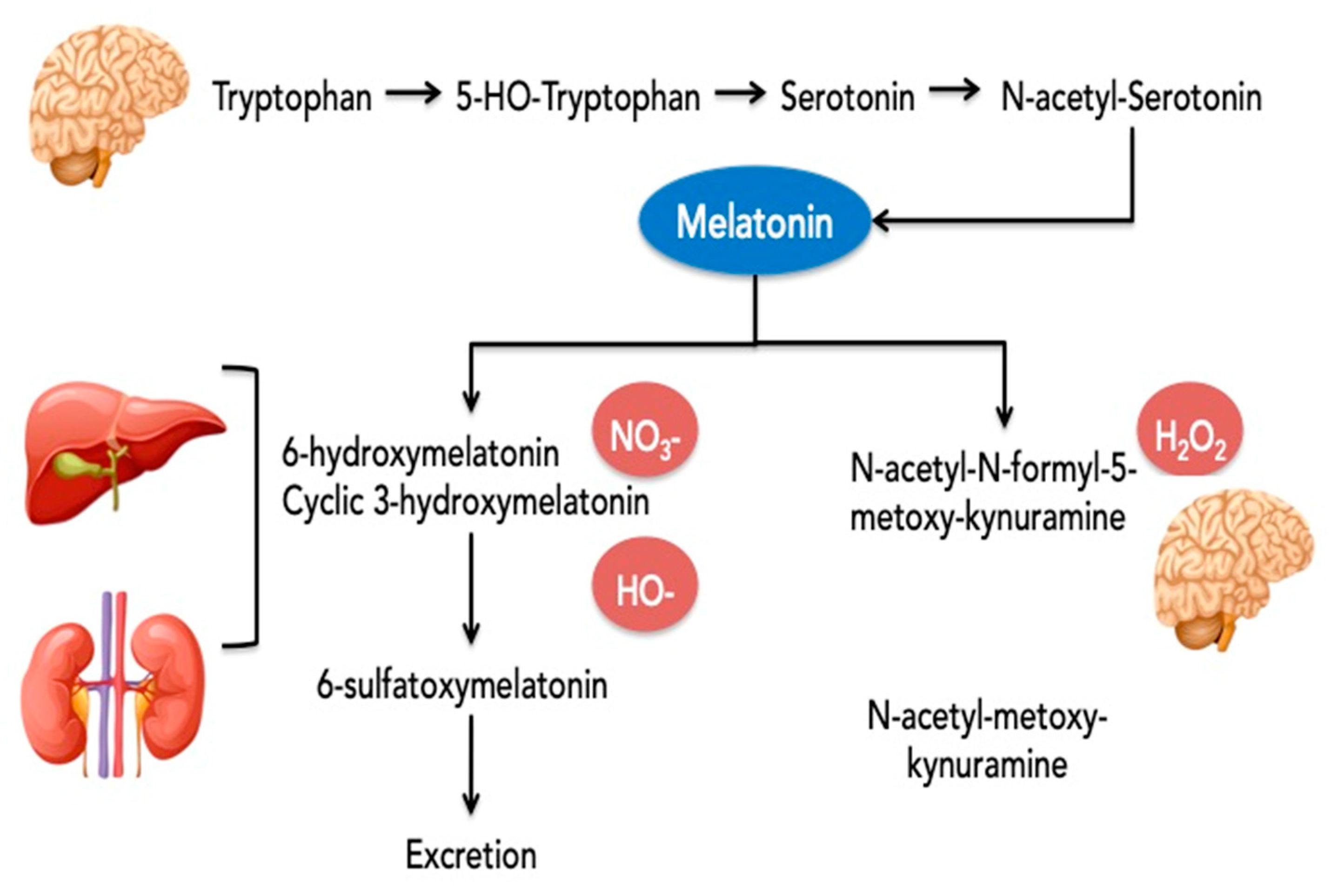 Antioxidants 12 00959 g002