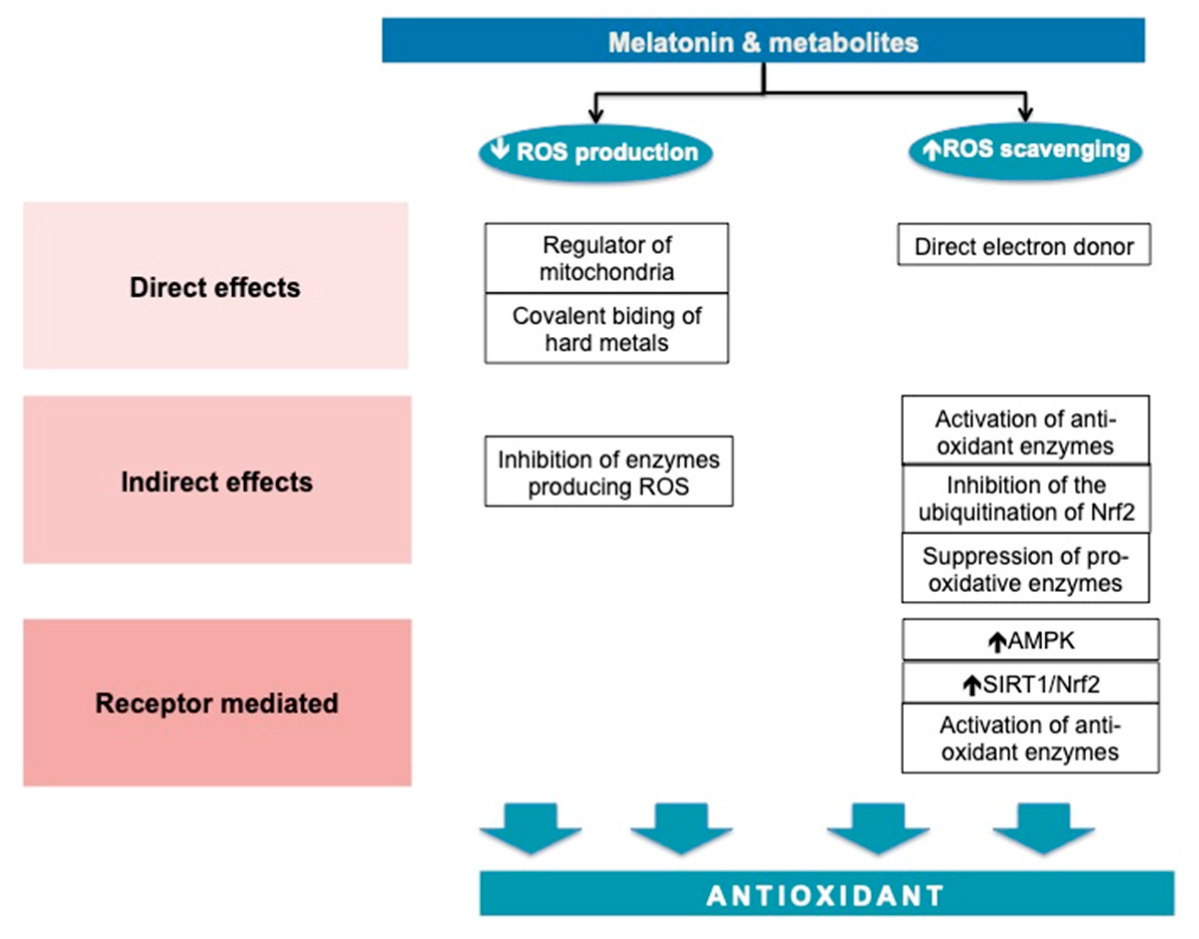 Antioxidants 12 00959 g003