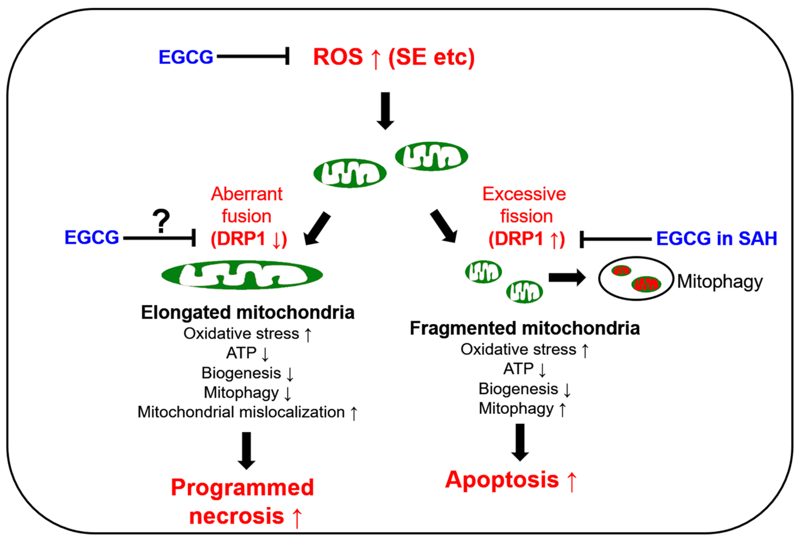 Antioxidants 12 00966 g001 Antioxidants 12 00966 g001