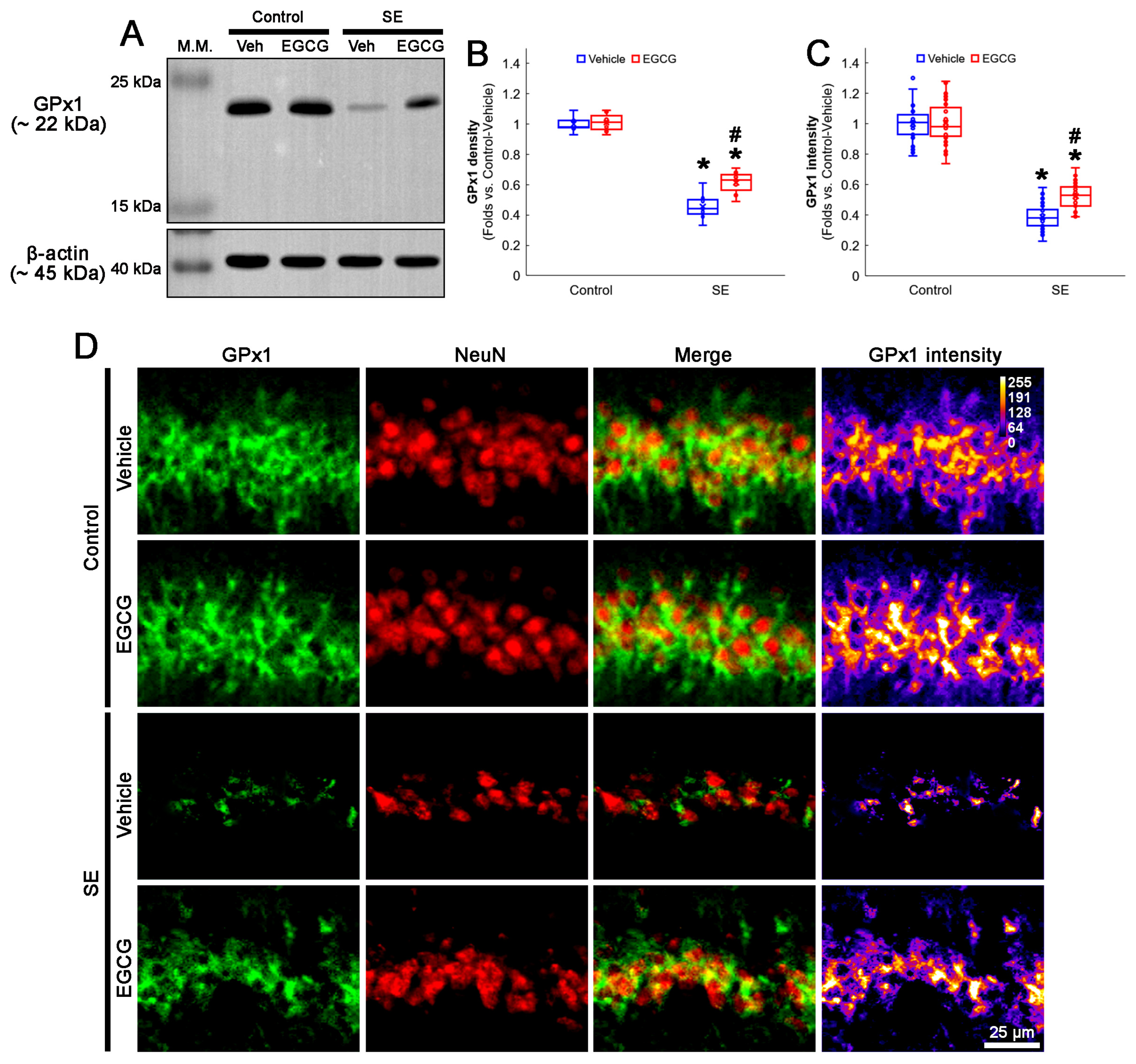 Antioxidants 12 00966 g003 Antioxidants 12 00966 g003