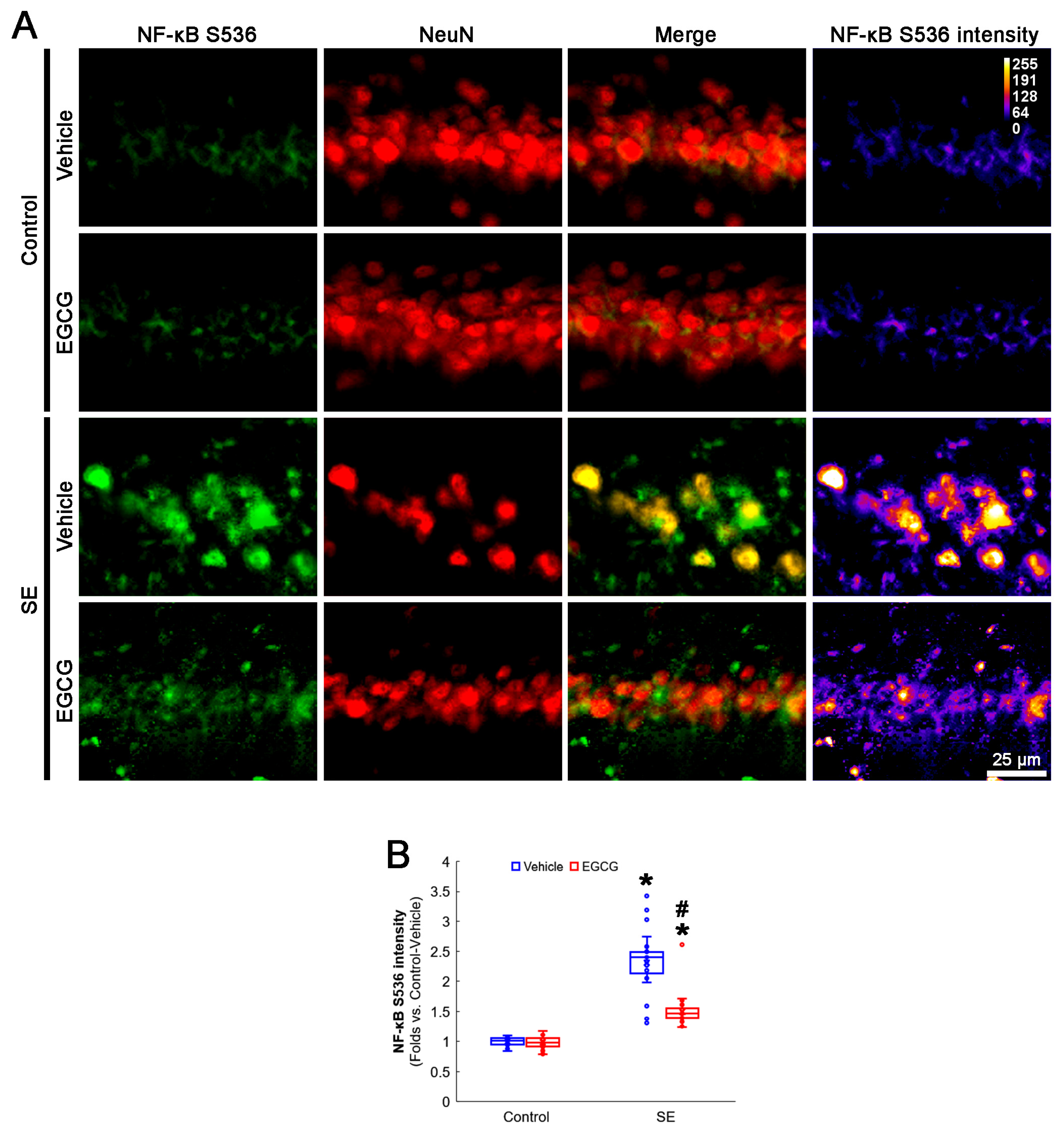 Antioxidants 12 00966 g007 Antioxidants 12 00966 g007