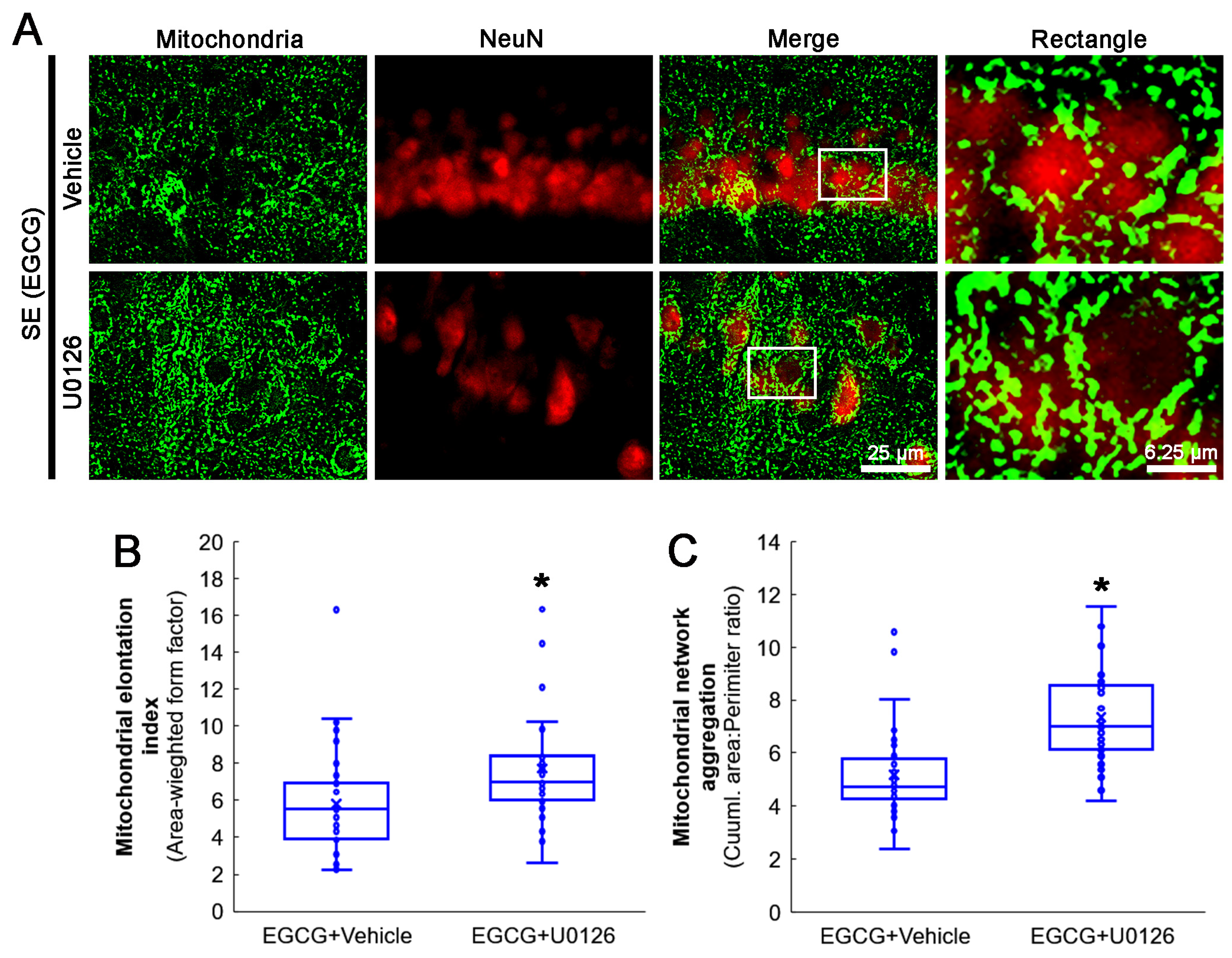 Antioxidants 12 00966 g009 Antioxidants 12 00966 g009