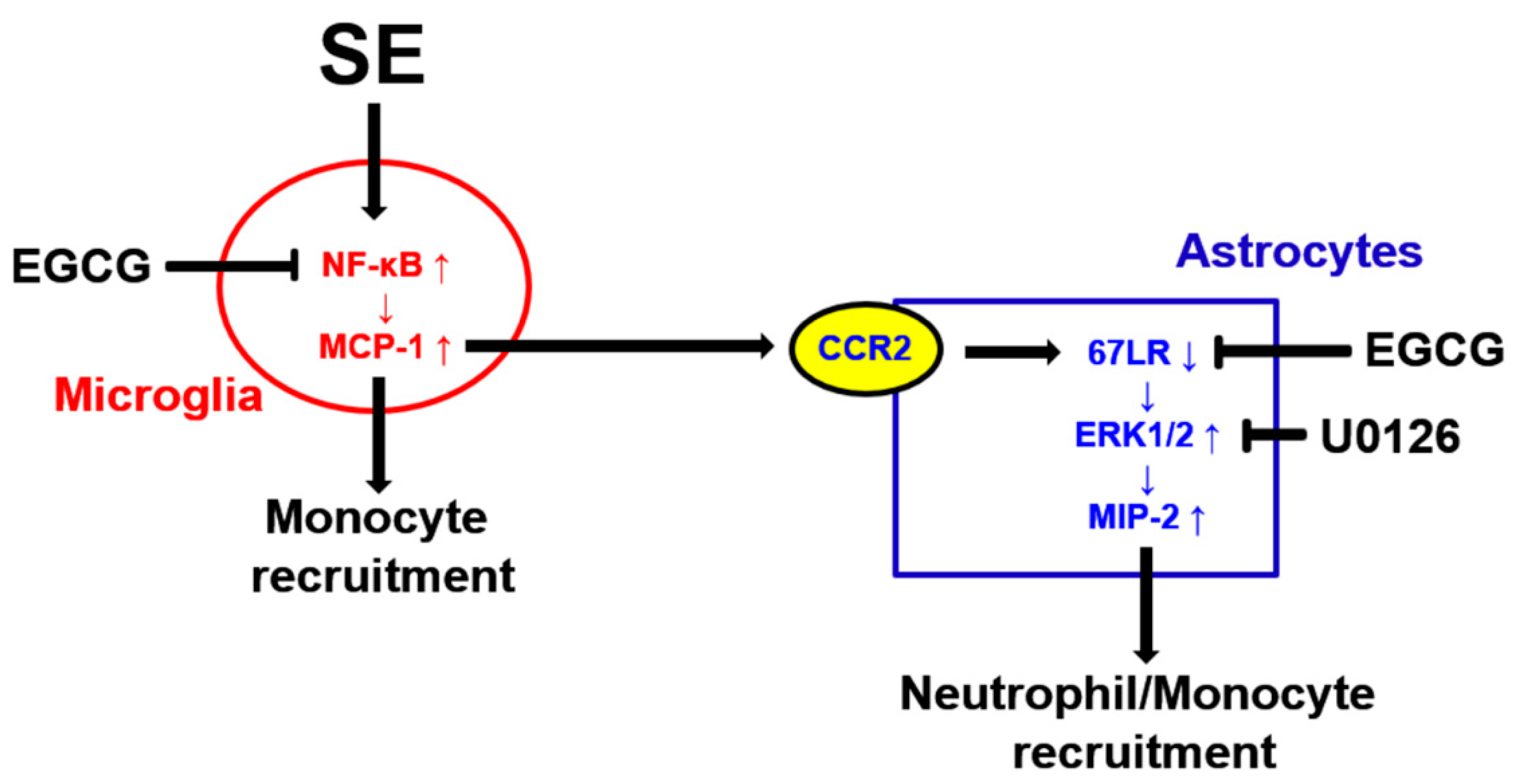 Antioxidants 12 00969 g008