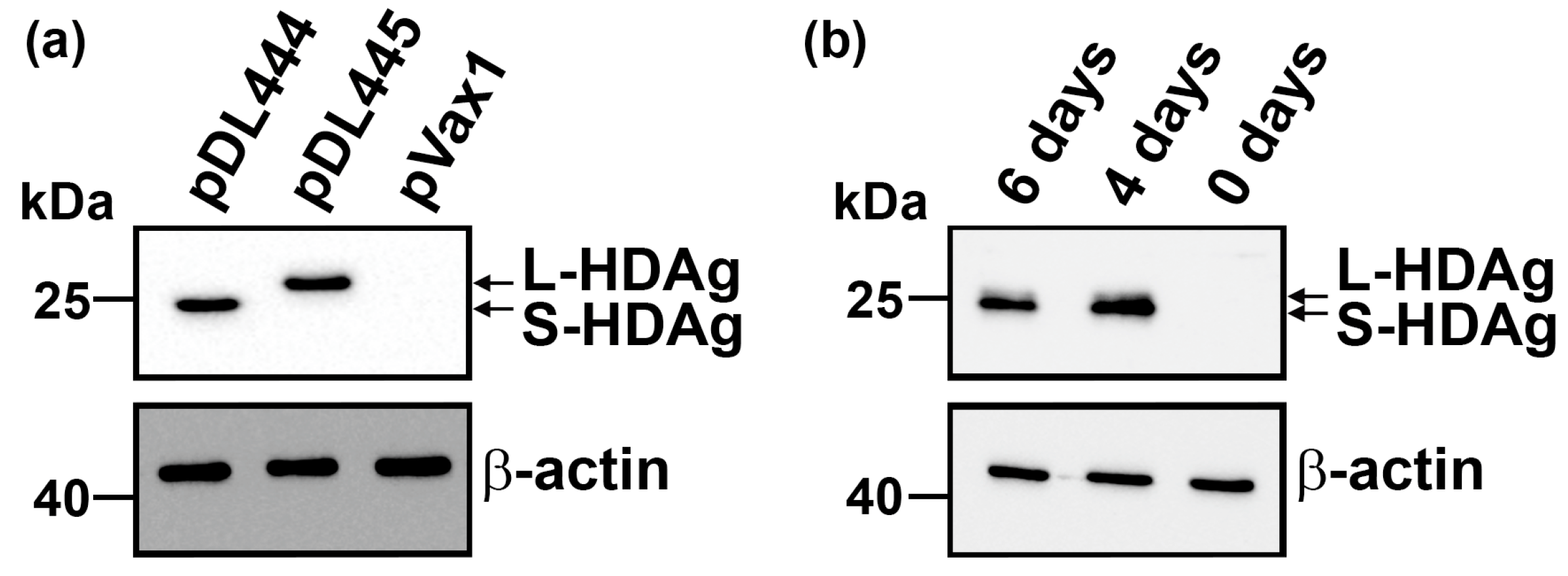 Antioxidants 12 00974 g001